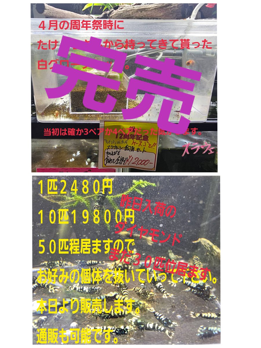 renge5266's tweet photo. おはようございます👋
今日はオープン時に
誰も居ませんでした。
これが普通です🙆

本日も🦐がボチボチ入荷予定です。
明日、明後日のセールは何にしようか
考えてますので、後程ポストと共に
宣伝します😌

では本日も宜しくお願いします😌
アンマンが好きですが
無かったのでピザマンです😋 https://t.co/48FIhn4fdE