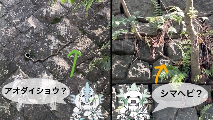 hero_tempesta's tweet photo. どう？見つかったかしら？💡
右はシマヘビで、左はアオダイショウみたいね✨お顔が見える写真をよーく見て…！可愛いお目目が見えるかしら？👀💖
なんだか良いことありそうねっ♪
#心神無敵戦士テンペスタ
#ご当地ヒーロー
#相模原
#境川 https://t.co/TVy19Q1IB8