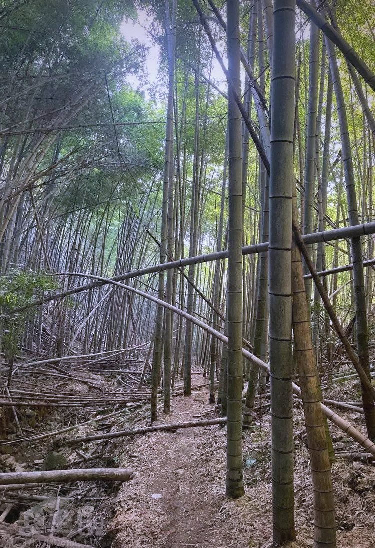 licoriconi's tweet photo. "This morning’s bracing hike let me touch a wild pine’s [椎] trunk, spot a crisply [茁] young bamboo shoot, pass a quiet old [屠] village gate, and hang a [褂] on a fence to rest my hands—simple, vivid joy!"， https://t.co/j9s3XqI1J3
