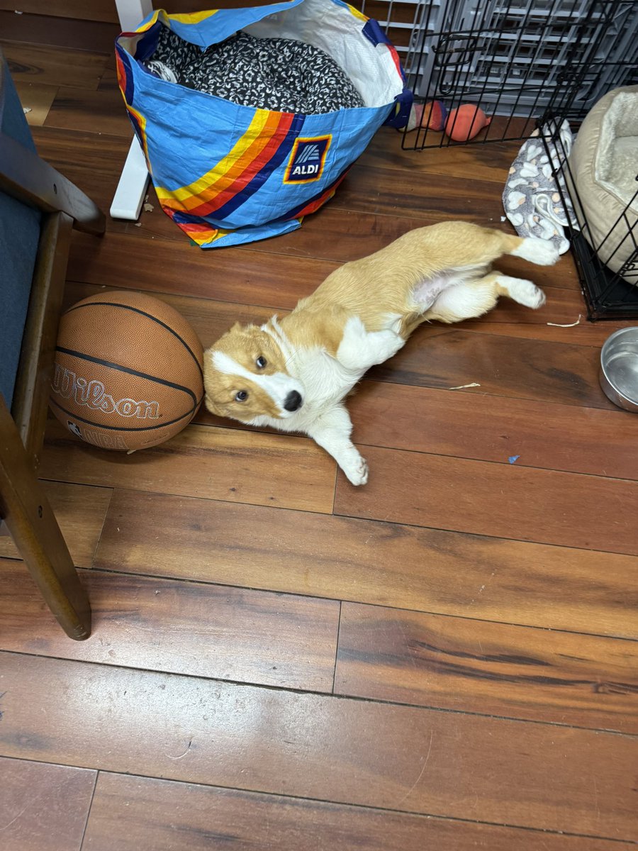 corgi_chicago's tweet photo. @tomkeene @tomkeene or, this handsome young lad in New York: https://t.co/2Fz7s69yV4