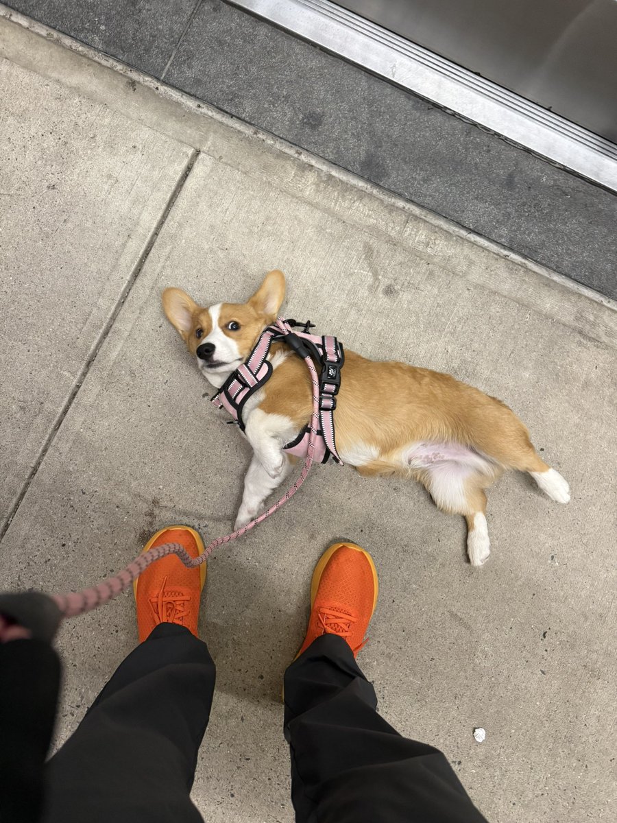 corgi_chicago's tweet photo. @tomkeene @tomkeene or, this handsome young lad in New York: https://t.co/2Fz7s69yV4