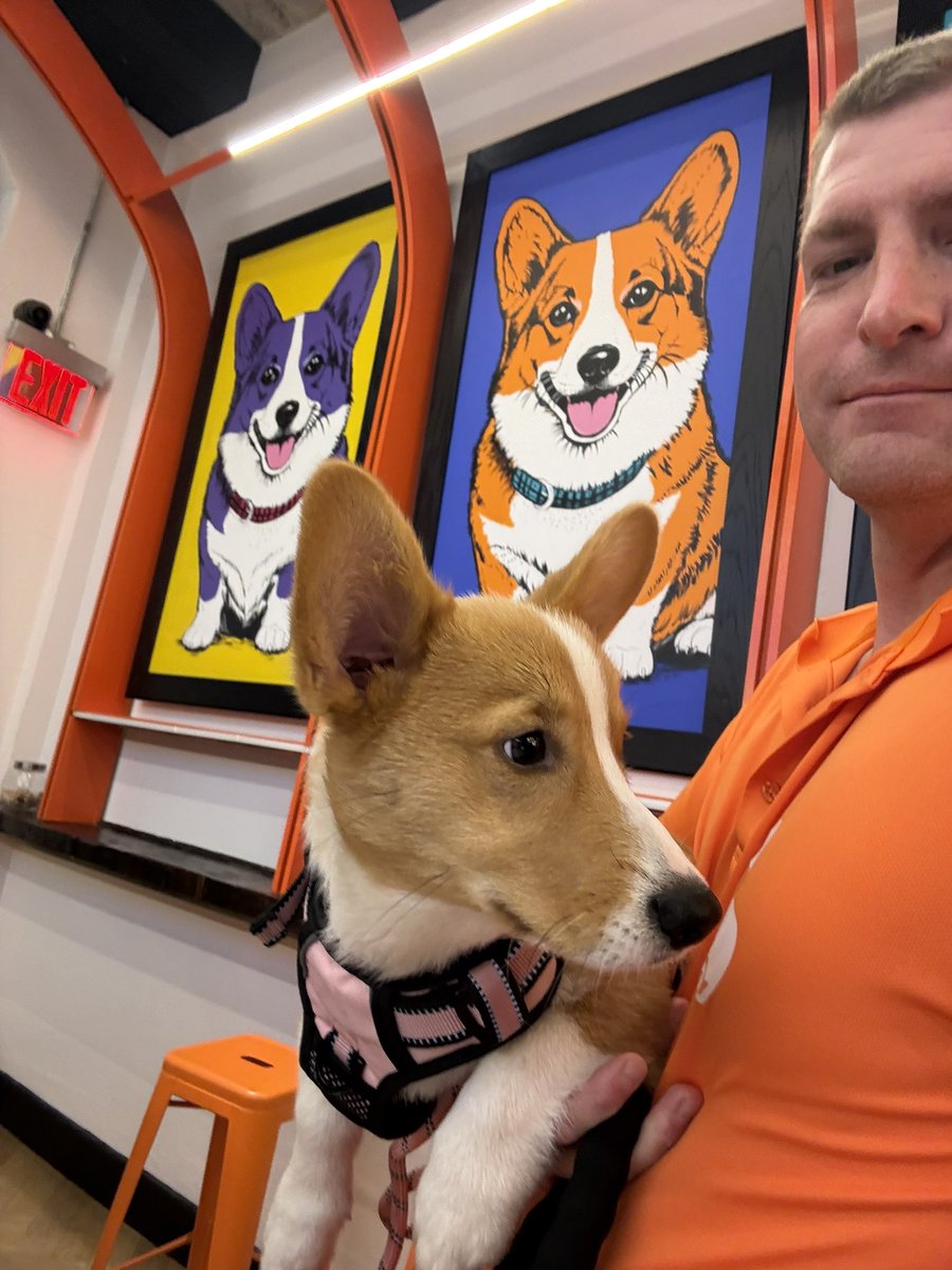 corgi_chicago's tweet photo. @tomkeene @tomkeene or, this handsome young lad in New York: https://t.co/2Fz7s69yV4