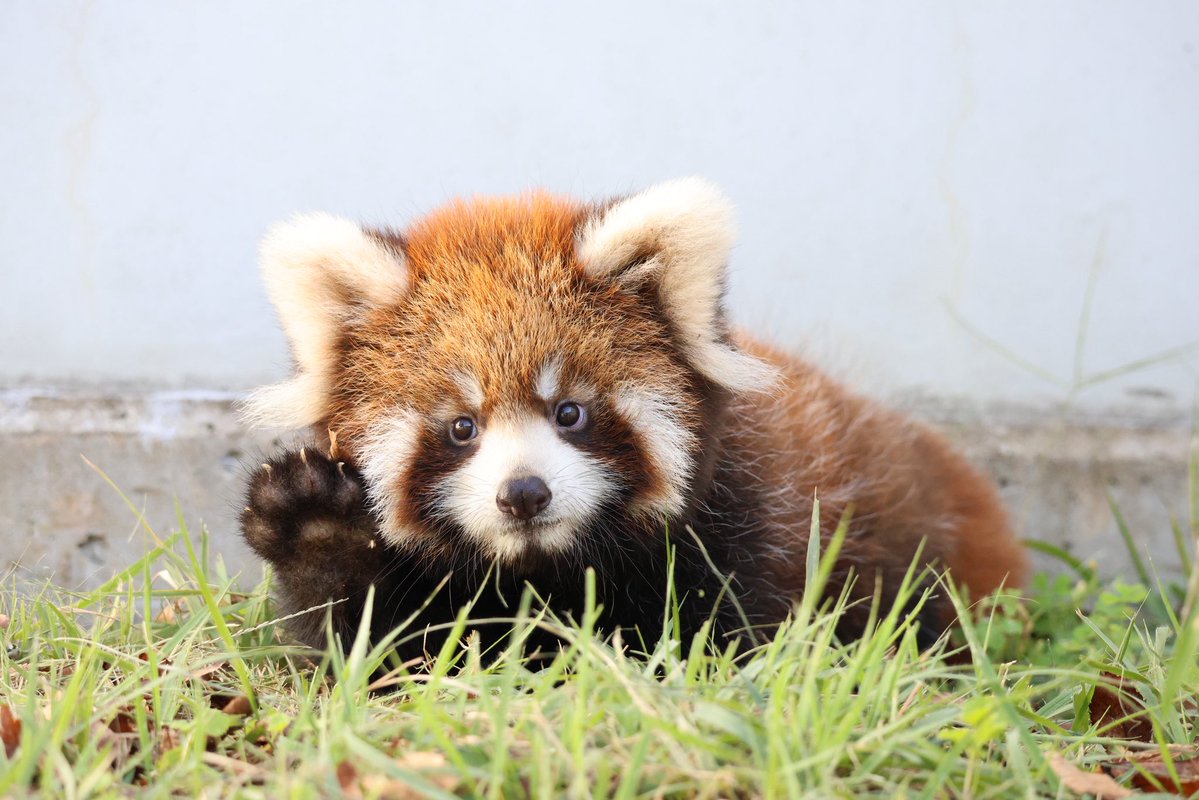 nishiyama_zoo's tweet photo. 【レッサーパンダの赤ちゃん情報】
かのこの仔メス

一般公開にむけて練習中

かのこと赤ちゃんが初めて屋外運動場へ

お母さんについて歩く赤ちゃんでしたが、少しすると離れて探索する姿も見られました。

かのこお母さんは、離れていても赤ちゃんの様子を気にして見守っていました。 https://t.co/P2DInG55ye