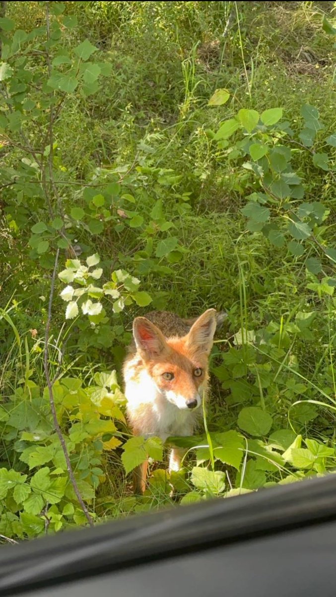 TheFoxLife's tweet photo. stranger friend 🐾 https://t.co/XmGWOsGVF7