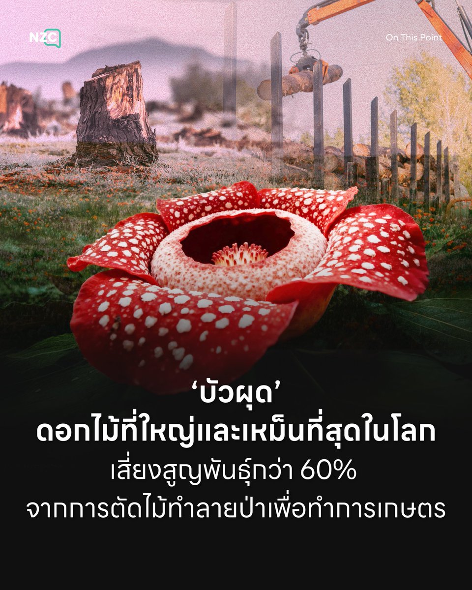 NetzerocarbonTh's tweet photo. ‘บัวผุด’ (Rafflesia) ดอกไม้ขนาดใหญ่ที่สุดในโลกและมีกลิ่นเน่าเหม็นเป็นเอกลักษณ์ เพื่อดึงดูดแมลงผสมเกสร นับเป็นพืชที่พบได้ยาก เนื่องจากอาศัยอยู่ในป่าทึบ และในตอนนี้พวกมันหายากยิ่งกว่าเดิม เนื่องจากการศึกษาของสวนพฤกษศาสตร์มหาวิทยาลัยออกซ์ฟอร์ดพบว่า 60% ของบัวผุดที่รู้จักในโลกกำลังเสี่ยงสูญพันธุ์
.

บัวผุด เป็นพืชกาฝากชนิดนี้ไม่มีทั้งใบ ราก และลำต้น แต่ต้องพึ่งพาการแทรกเส้นใย เพื่อดูดซับสารอาหารจากเถาวัลย์สกุลเครือเขาน้ำ ในผืนป่าดิบชื้นของเอเชียตะวันออกเฉียงใต้ หากบัวผุดหายไปป่า จะส่งผลกระทบโดยตรงต่อความสมดุลและความหลากหลายทางชีวภาพของระบบนิเวศป่าไม้
.

สาเหตุหลักของสูญพันธุ์ในครั้งนี้ มาจากการตัดไม้ทำลายป่าและการบุกรุกพื้นที่ เพื่อเปลี่ยนเป็นแปลงเกษตรเชิงเดี่ยว เช่น สวนปาล์มน้ำมันและไร่กาแฟ ซึ่งทำลายทั้งสภาพแวดล้อมและพืชอาศัยของบัวผุดจนเสื่อมโทรมลงอย่างรวดเร็ว และทำให้สกุลเครือเขาน้ำ ที่เป็นพืชอาศัยของบัวผุดสูญพันธุ์
.

อีกทั้ง พื้นที่อยู่อาศัยของบัวผุดส่วนใหญ่ ยังอยู่นอกเขตอนุรักษ์ของรัฐ ทำให้ขาดการคุ้มครองทางกฎหมาย ปัญหาเหล่านี้ทำให้พืชหายากหลายชนิดอาจถูกทำลายจนหมดสิ้นไปจากธรรมชาติก่อนที่มนุษย์จะทันได้ค้นพบหรือศึกษาพวกมัน
.

นักวิชาการแนะนำให้ ดึงชนพื้นเมืองและชุมชนท้องถิ่นเข้ามามีส่วนร่วมในการปกป้องผืนป่า เนื่องจากกลุ่มคนเหล่านี้มีความผูกพันทางวัฒนธรรม และมองว่าบัวผุดเป็นดัชนีชี้วัดความอุดมสมบูรณ์ของธรรมชาติ
.

ตัวอย่างความสำเร็จในการอนุรักษ์ปรากฏให้เห็นแล้วในหลายพื้นที่ เช่น ฟิลิปปินส์และอินโดนีเซีย ที่ชาวบ้านและเจ้าหน้าที่ร่วมมือกันสร้างความตระหนักรู้ พร้อมทั้งจัดตั้งกลุ่มดูแลป่าเพื่อป้องกันการบุกรุกถิ่นที่อยู่อาศัยตามธรรมชาติอย่างจริงจัง
.

การผลักดันการท่องเที่ยวเชิงนิเวศแบบยั่งยืน ถือเป็นอีกหนึ่งเครื่องมือสำคัญในการสร้างรายได้และผลประโยชน์ทางเศรษฐกิจให้กับคนในท้องถิ่น แทนการพึ่งพาการทำลายป่าไม้หรือการเกษตรเชิงเดี่ยว ชาวบ้านสามารถทำหน้าที่เป็นมัคคุเทศก์และผู้พิทักษ์ป่าคอยเฝ้าระวังภัยคุกคามต่าง ๆ พร้อมทั้งช่วยดูแลเถาวัลย์ที่เป็นพืชอาศัยของบัวผุดให้อยู่รอดปลอดภัยไปพร้อมกัน

#NZC #NetZeroCarbon #OnThisPoint #Rafflesia #บัวผุด #เสี่ยงสูญพันธุ์

ที่มา
- thursd
- zmescience