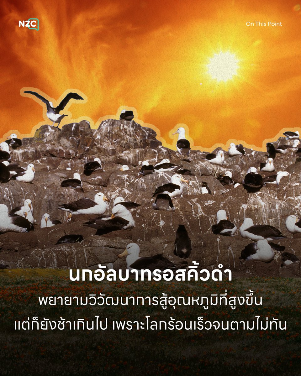 NetzerocarbonTh's tweet photo. ‘การเปลี่ยนแปลงสภาพภูมิอากาศ’ บีบให้สิ่งมีชีวิตต้องเร่งปรับตัวเพื่อไม่ให้สูญพันธุ์ ‘นกอัลบาทรอสคิ้วดำ’ (Black-browed albatross) แห่งมหาสมุทรใต้ ก็เป็นหนึ่งในสปีชีส์ที่พยายามปรับตัวทางพันธุกรรมและพฤติกรรม เพื่อรับมืออุณหภูมิที่สูงขึ้น แต่ดูเหมือนว่าจะไม่ทัน
.
งานวิจัยในวารสารรายงานการประชุมสภาวิทยาศาสตร์แห่งชาติ (PNAS) โดยสถาบันมหาสมุทรศาสตร์วูดส์โฮล (WHOI) ศึกษาประชากรนกอัลบาทรอสบริเวณหมู่เกาะแกร์เกแลน ใน 4 ด้าน ได้แก่ ความยาวปีก พฤติกรรมการหาอาหาร เวลาที่ใช้บนผิวน้ำ และช่วงเวลาที่กลับมาผสมพันธุ์
.
พบว่า อุณหภูมิของน้ำทะเลที่สูงขึ้น ทำให้นกปรับเปลี่ยนพฤติกรรมการหาอาหาร ซึ่งช่วยให้อัตราการผสมพันธุ์สำเร็จมากขึ้น นอกจานี้นักยังวิวัฒนาการให้ปีกยาวมากขึ้น เพื่อช่วยสามารถบินและหาอาหารได้ดีขึ้น เพราะในตอนนี้การเปลี่ยนแปลงสภาพภูมิอากาศทำให้ลมแรงขึ้นกว่าเดิม
.
ทว่า นกอัลบาทรอสเป็นสัตว์อายุยืนที่มีช่วงอายุต่อรุ่นยาวนานถึง 24 ปี ส่งผลให้ยีนที่ได้เปรียบแพร่กระจายล่าช้า ไม่ทันต่อการเร่งของโลกร้อน
.
ขณะเดียวกัน อุณหภูมิน้ำทะเลที่สูงขึ้นทำให้นกวัยอ่อนรอดชีวิตลดลง ซึ่งเป็นปัจจัยหลักในการเติบโตของประชากร จนการขยายพันธุ์ไม่อาจชดเชยได้
.
สเตฟานี เจนูเวรียร์ นักวิทยาศาสตร์อาวุโสจาก WHOI และหัวหน้าทีมวิจัย ระบุว่า ปรกติแล้วการกอบกู้สายพันธุ์โดยการวิวัฒนาการ ไม่ได้ขึ้นอยู่กับความเร็วในการเปลี่ยนแปลงของสิ่งแวดล้อมเท่านั้น แต่ยังขึ้นอยู่กับว่าการวิวัฒนาการเข้าไปมีบทบาทในช่วงใดของวงจรชีวิต หากการปรับตัวเข้ามาส่งเสริมในช่วงที่สำคัญที่สุดต่อการเติบโตของประชากร ก็จะช่วยให้เอาชีวิตรอดได้ดี
.
อย่างไรก็ตาม แม้ยีนจะถ่ายทอดได้ดีเพียงใด วิวัฒนาการอย่างเดียวก็ไม่อาจยับยั้งการลดลงของประชากรได้ หากการปล่อยก๊าซเรือนกระจกยังคงสูง ดังนั้น การลดก๊าซเรือนกระจกตามข้อตกลงปารีสจึงเป็นทางออกเดียวที่จะช่วยให้ นกอัลบาทรอสคิ้วดำสามารถวิวัฒนาการได้ทัน

#NZC #NetZeroCarbon #OnThisPoint #นกอัลบาทรอสคิ้วดำ #BlackBrowedAlbatross #การเปลี่ยนแปลงสภาพภูมิอากาศ

ที่มา
- earth
- https://t.co/bMjABb8IOO