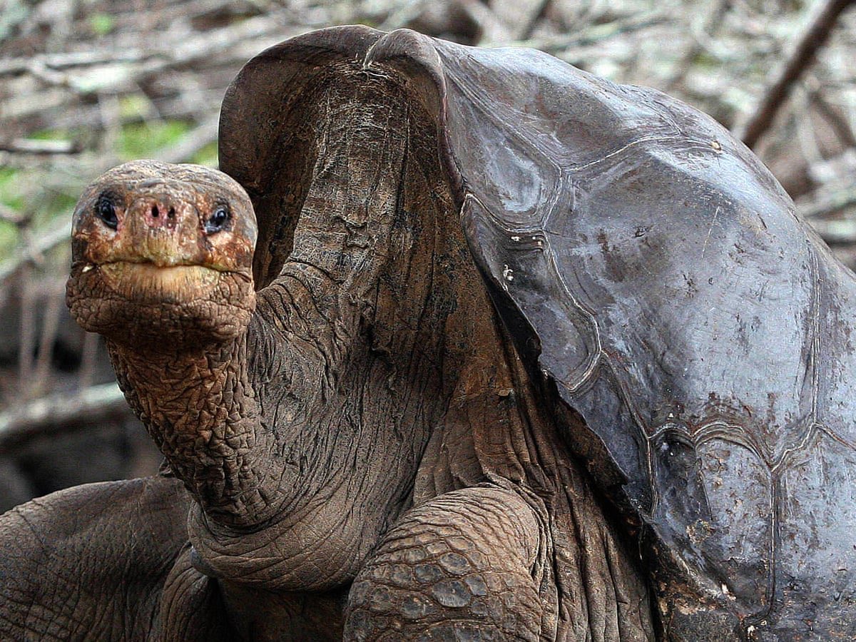 davidburchael's tweet photo. @atensnut Ageing like a 200 year old tortoise. https://t.co/cDjrWINO4T