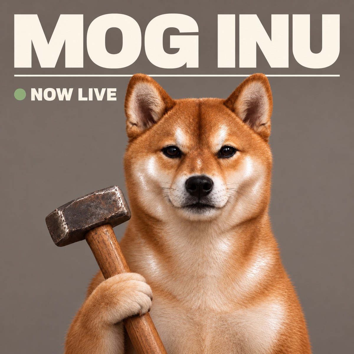 MogInuOfficial's tweet photo. you met me at a very mogged time in my life.

MOG INU IS LIVE. 🔨

the jawline speaks for itself.
the hammer? don’t worry about it.

CA: 22XKSdD691GG8er9kM3kHXN9ZQ2pNCfKnjL88Wjfpump https://t.co/MrGqZNPnj0