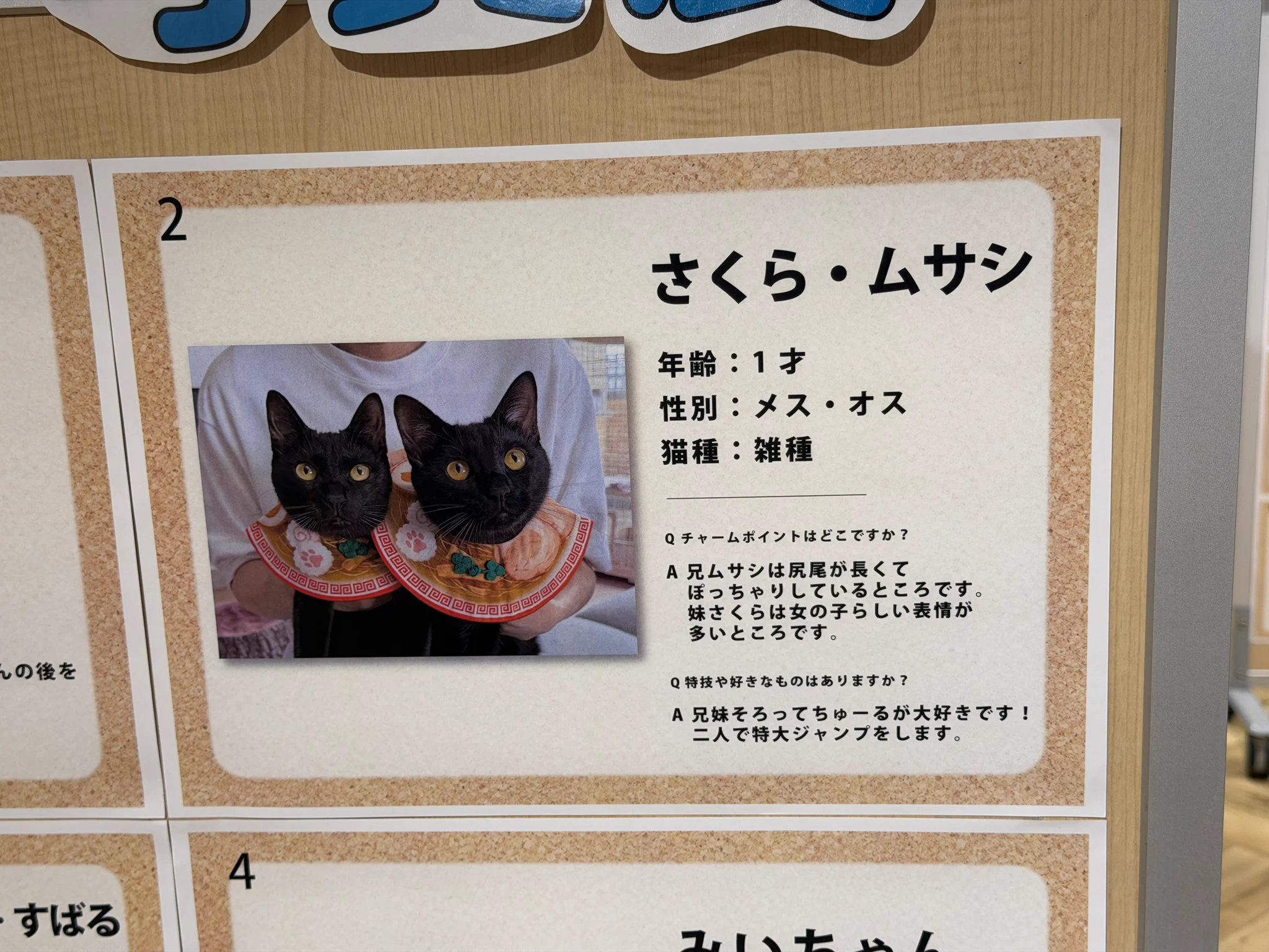 黒猫兄妹 ムサシとさくら on X: 