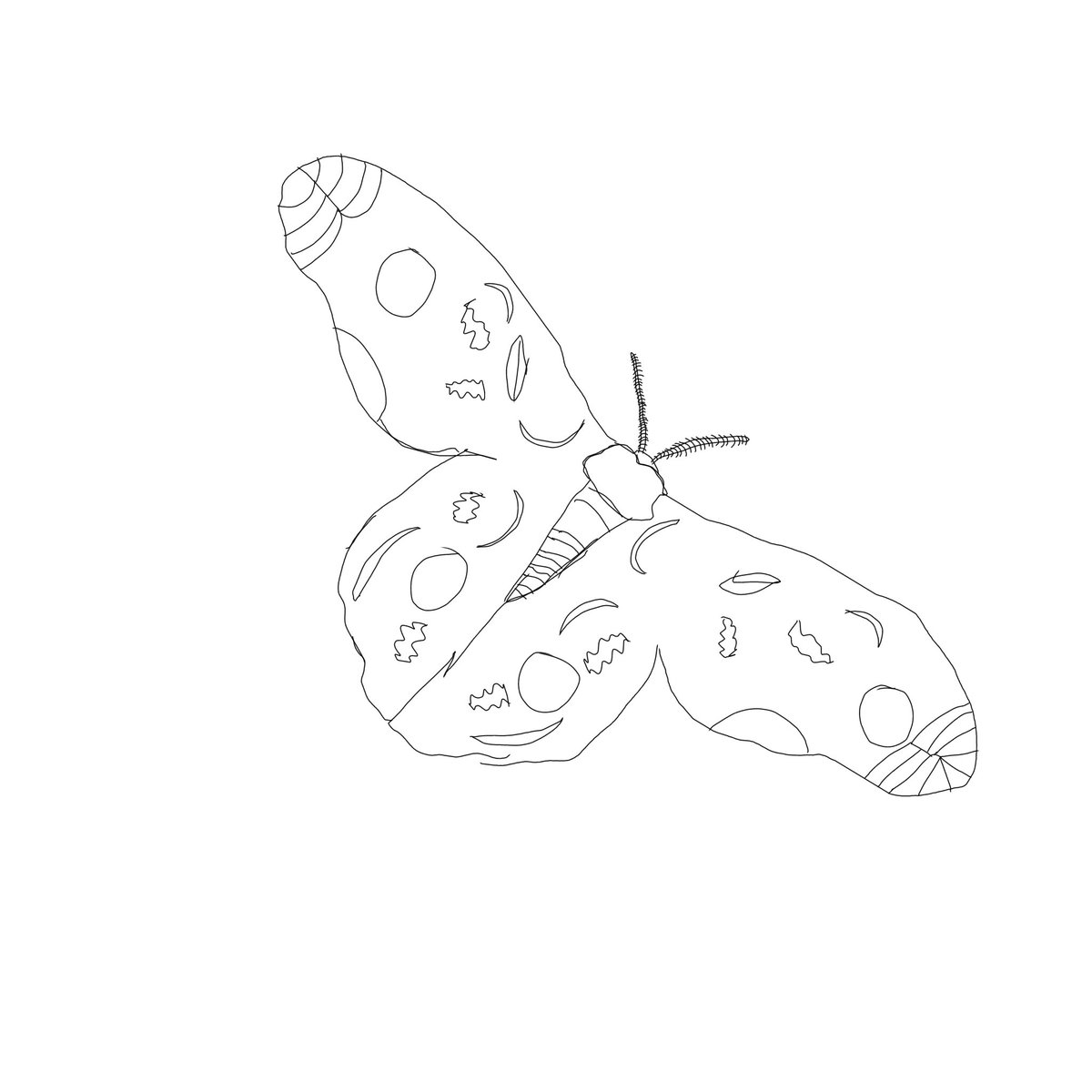 2_Alex_007's tweet photo. Quick moth concept drawing + sketch so you can make your own moth https://t.co/qyycAX3jWI