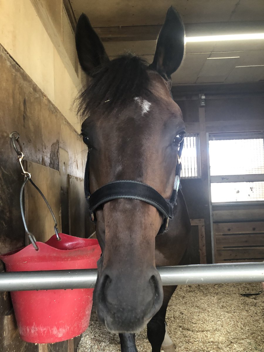 asari_stable's tweet photo. 今週日曜に出走する #ペロ です!!
気の強さと、繊細な一面を持っています！
そのためレースで嫌なことがあると力を出しきれないことがありますが、スムーズに運べればしっかりと追い込む力を持っています✊✨
力をしっかりと発揮できるように、調整を進めてきました！
応援よろしくお願いいたします！ https://t.co/LjiC29wlCY