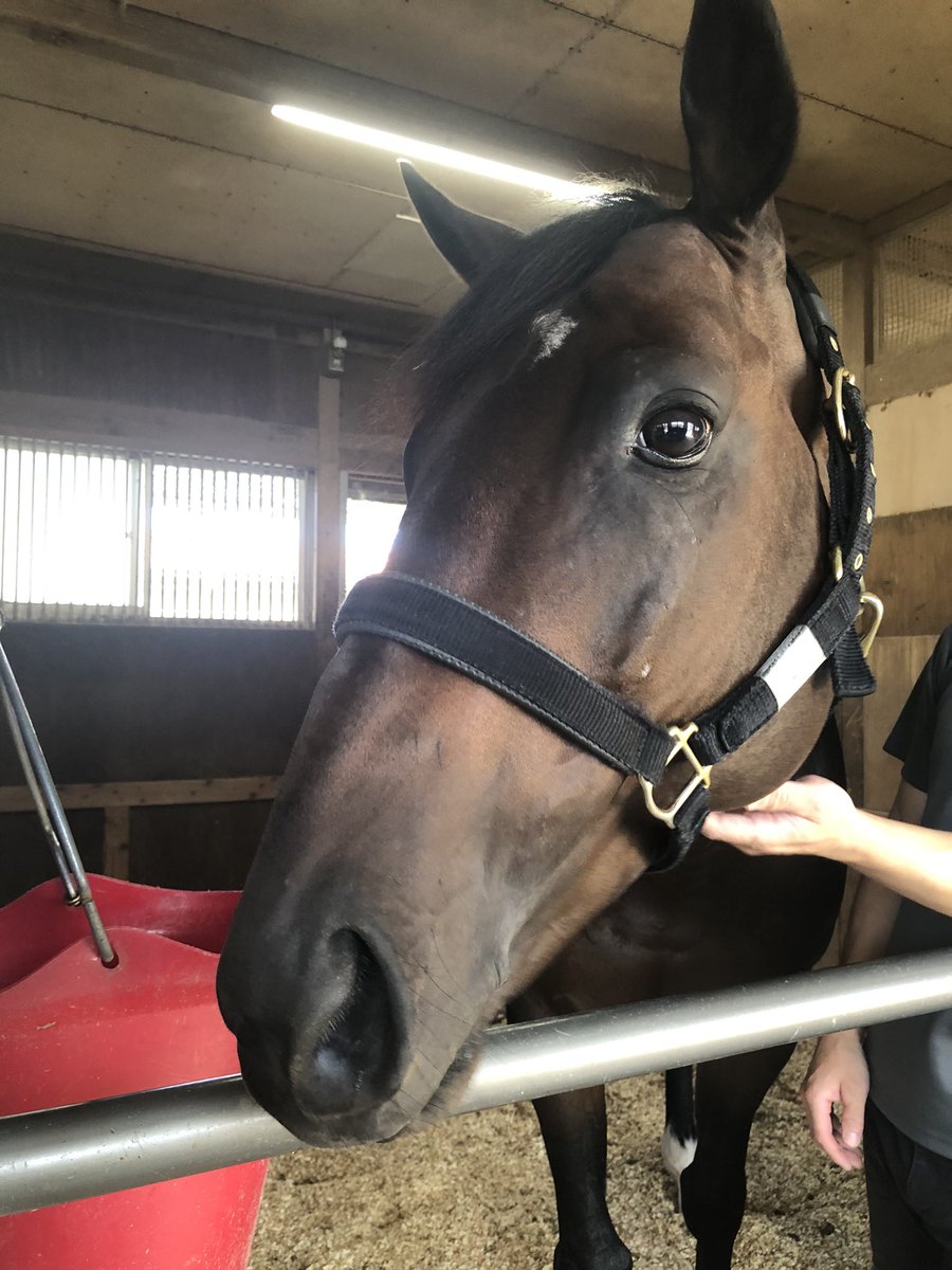 asari_stable's tweet photo. 今週日曜に出走する #ペロ です!!
気の強さと、繊細な一面を持っています！
そのためレースで嫌なことがあると力を出しきれないことがありますが、スムーズに運べればしっかりと追い込む力を持っています✊✨
力をしっかりと発揮できるように、調整を進めてきました！
応援よろしくお願いいたします！ https://t.co/LjiC29wlCY