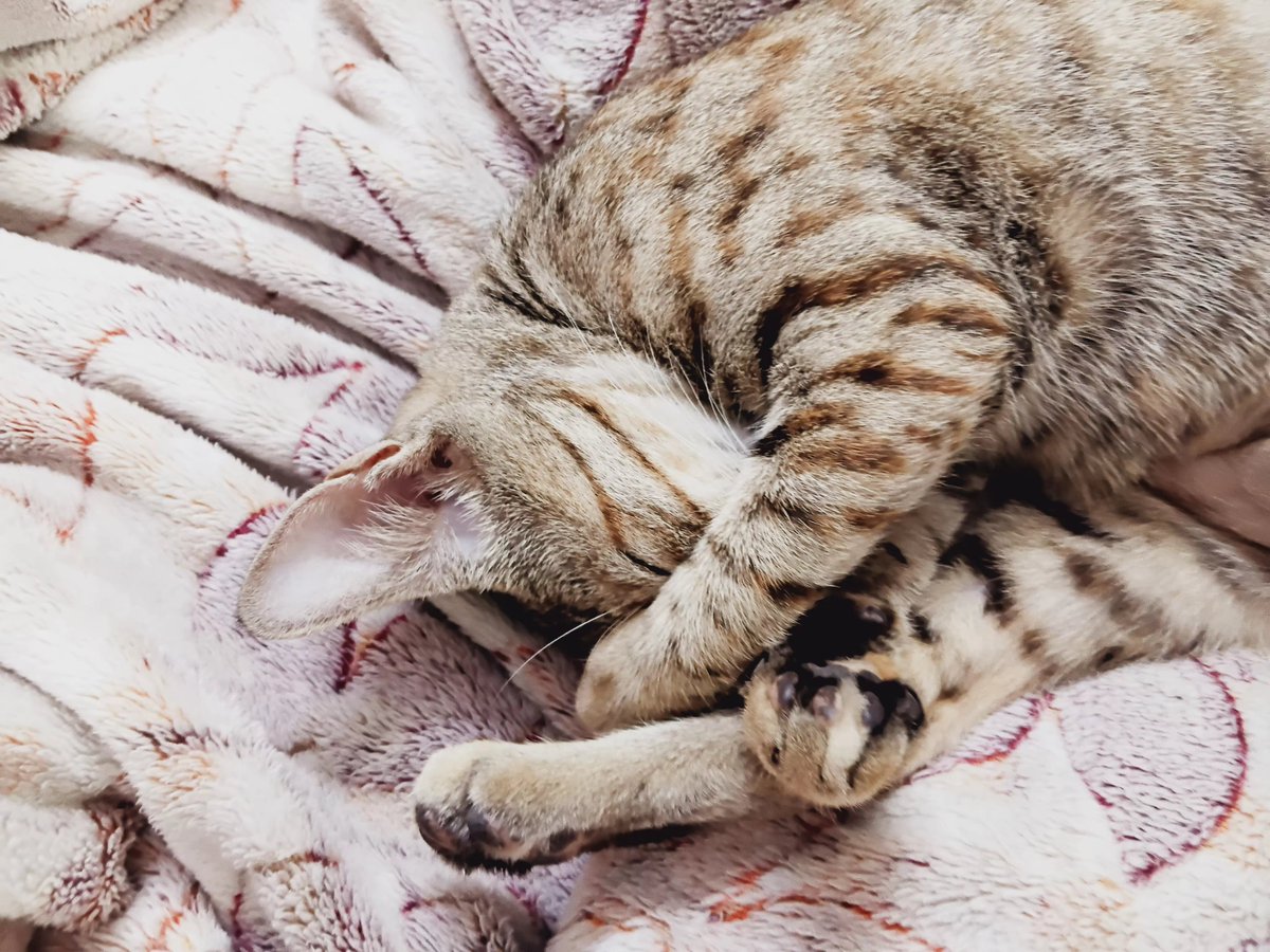 JumbuTweeple's tweet photo. #BlanCAT 💓 https://t.co/sRJSRhXblt