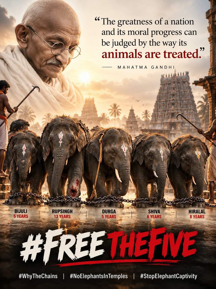 PFCII's tweet photo. “The greatness of a nation and its moral progress can be judged by the way its animals are treated.�� — Mahatma Gandhi

This Gandhi Jayanthi, let us remember that compassion is not just a word.

Bijuli. Rupsingh. Durga. Shiva. Hiralal.
Five young elephants. Five lives that deserve dignity, freedom and protection.

If we truly believe in Ahimsa, there can be no place for suffering, fear and lifelong chains.

On Gandhi Jayanthi, we ask:

Why the chains?
Why the captivity?
Why should elephants be in temples?

Let their lives remind us that our humanity is measured by how we treat the voiceless.

Free the Five.

#GandhiJayanthi #MahatmaGandhi #Ahimsa #FreeTheFive #SaveTheFive #VerifyTheFive #WhyTheChains #NoElephantsInTemples #StopElephantCaptivity