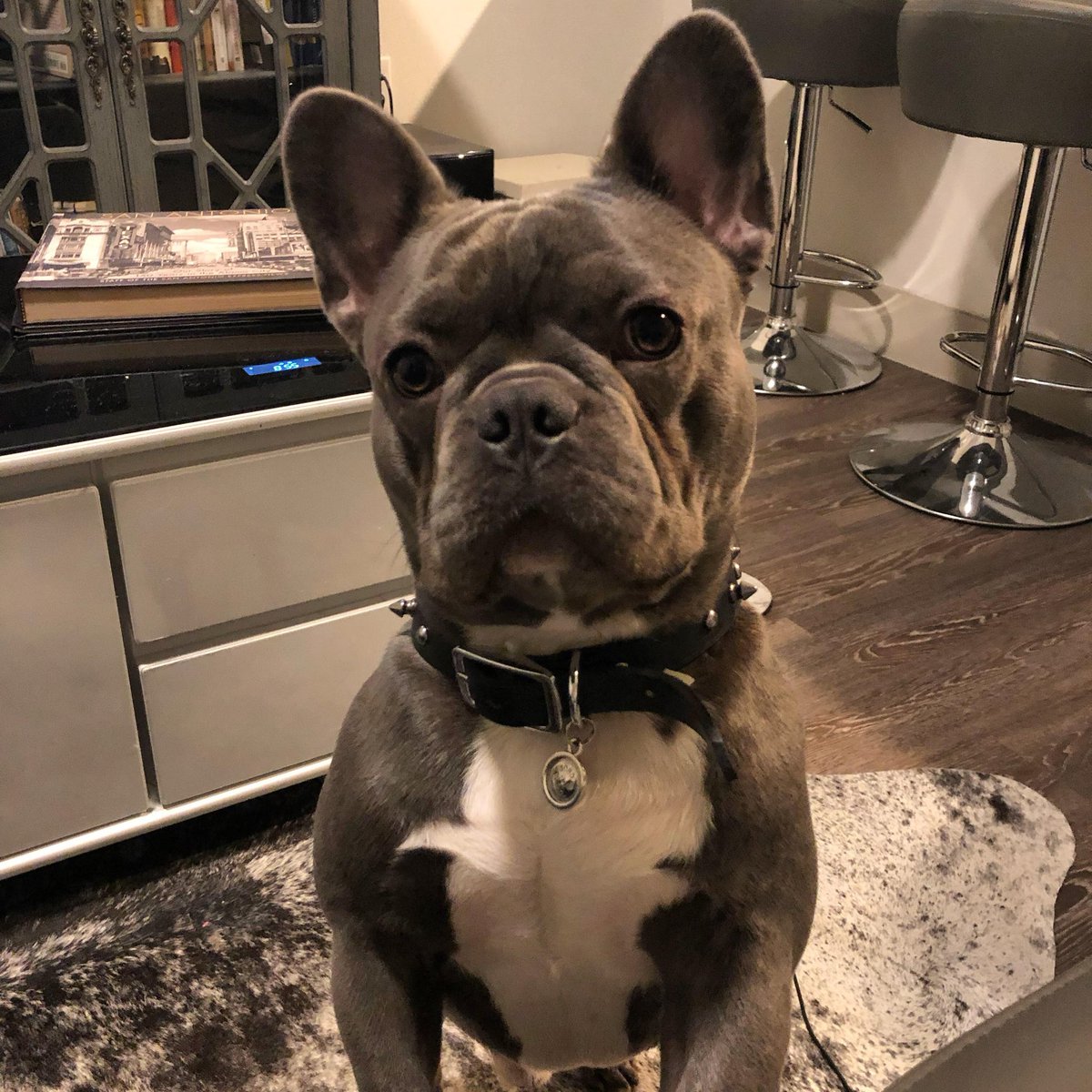 hurler09's tweet photo. @itslunara0z My dog Hercules. https://t.co/uz1Qu33rLq