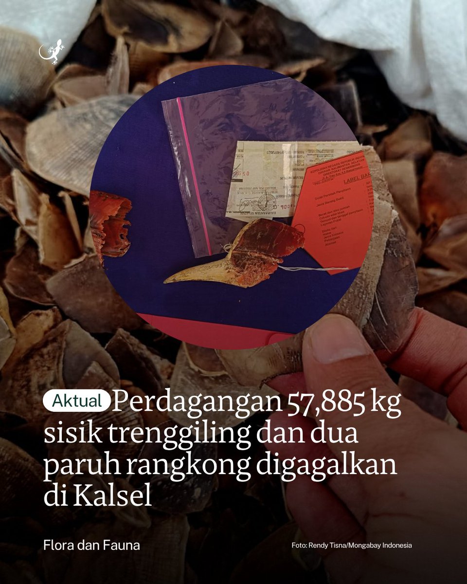 MongabayID's tweet photo. Ditreskrimsus Polda Kalimantan Selatan menggagalkan perdagangan 57,885 kilogram sisik trenggiling dan dua paruh rangkong dalam sebuah mobil di Kalimantan Selatan. https://t.co/qza4EIelpU
