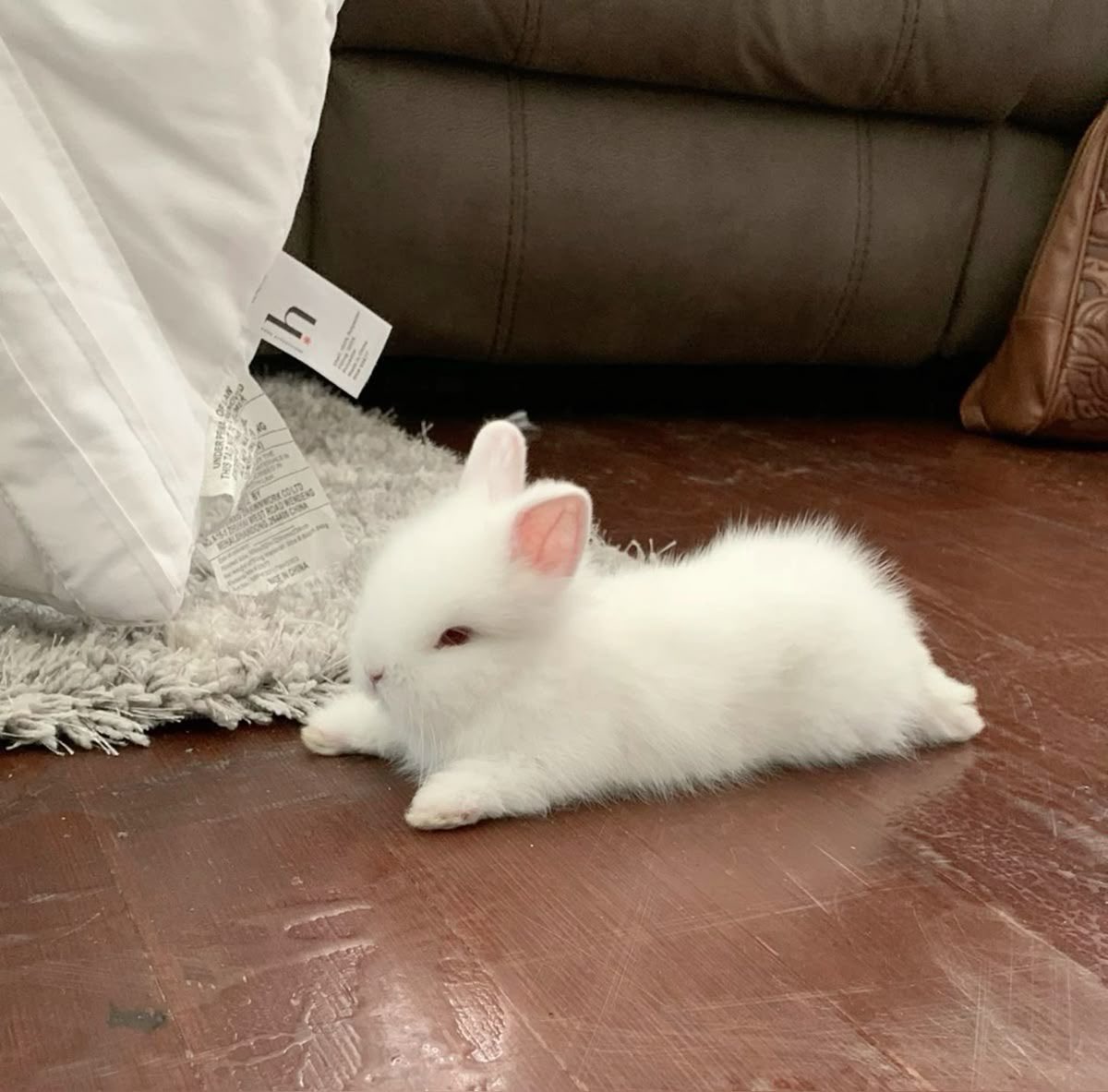 flutterbunbun's tweet photo. https://t.co/w9TPAiAakH