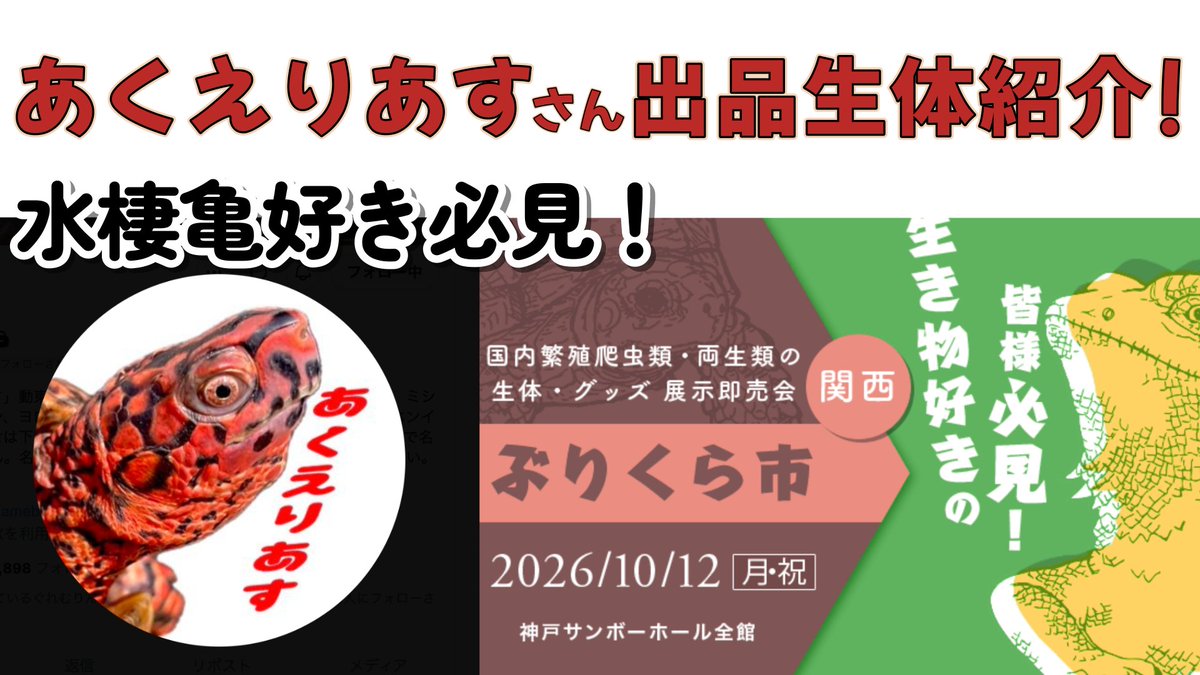 000kamezo's tweet photo. 先日遊びに行かせて頂いた、
あくえりあすさん@aquarius_aquariの2026年ぶりくら市の出品生体をご紹介する動画となります。

親個体がたくさん登場します＾＾
参考になれば幸いです！
すごい施設でした♪
後日、お宅訪問シリーズ！も公開させて頂きます。

 https://t.co/TOEXZwkDpq @YouTubeより https://t.co/4nZmLfSVna