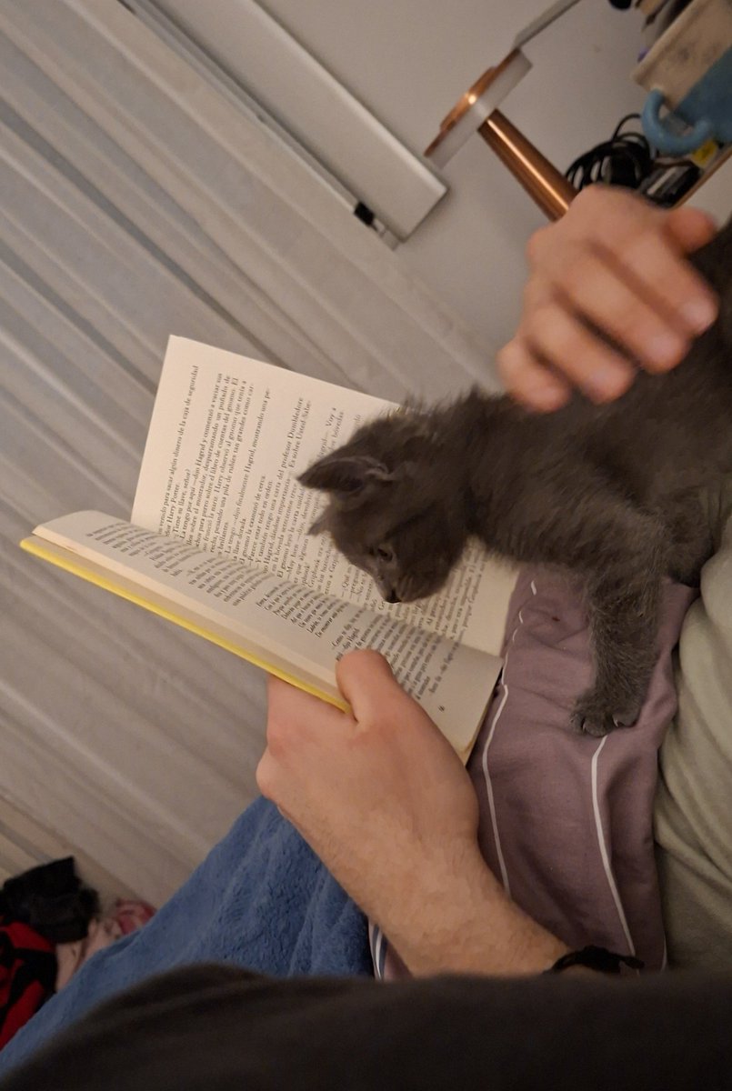 Lup3Loles's tweet photo. El gatito tmb lee Harry Potter https://t.co/o7JoB4pyuO