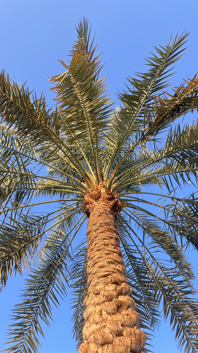 nivla_1's tweet photo. النخل يمدّ سعفه للشمس، والقمر ما زال حاضر يا سعة هالسماء ويا حلو ما تخبّيه لنا من مشاهد.

_فنّ الأنتباه لـ التفاصيل . https://t.co/61lnSBgiji