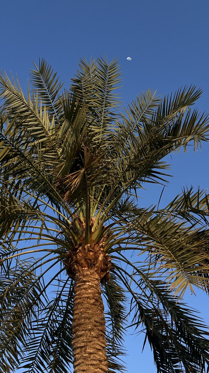 nivla_1's tweet photo. النخل يمدّ سعفه للشمس، والقمر ما زال حاضر يا سعة هالسماء ويا حلو ما تخبّيه لنا من مشاهد.

_فنّ الأنتباه لـ التفاصيل . https://t.co/61lnSBgiji
