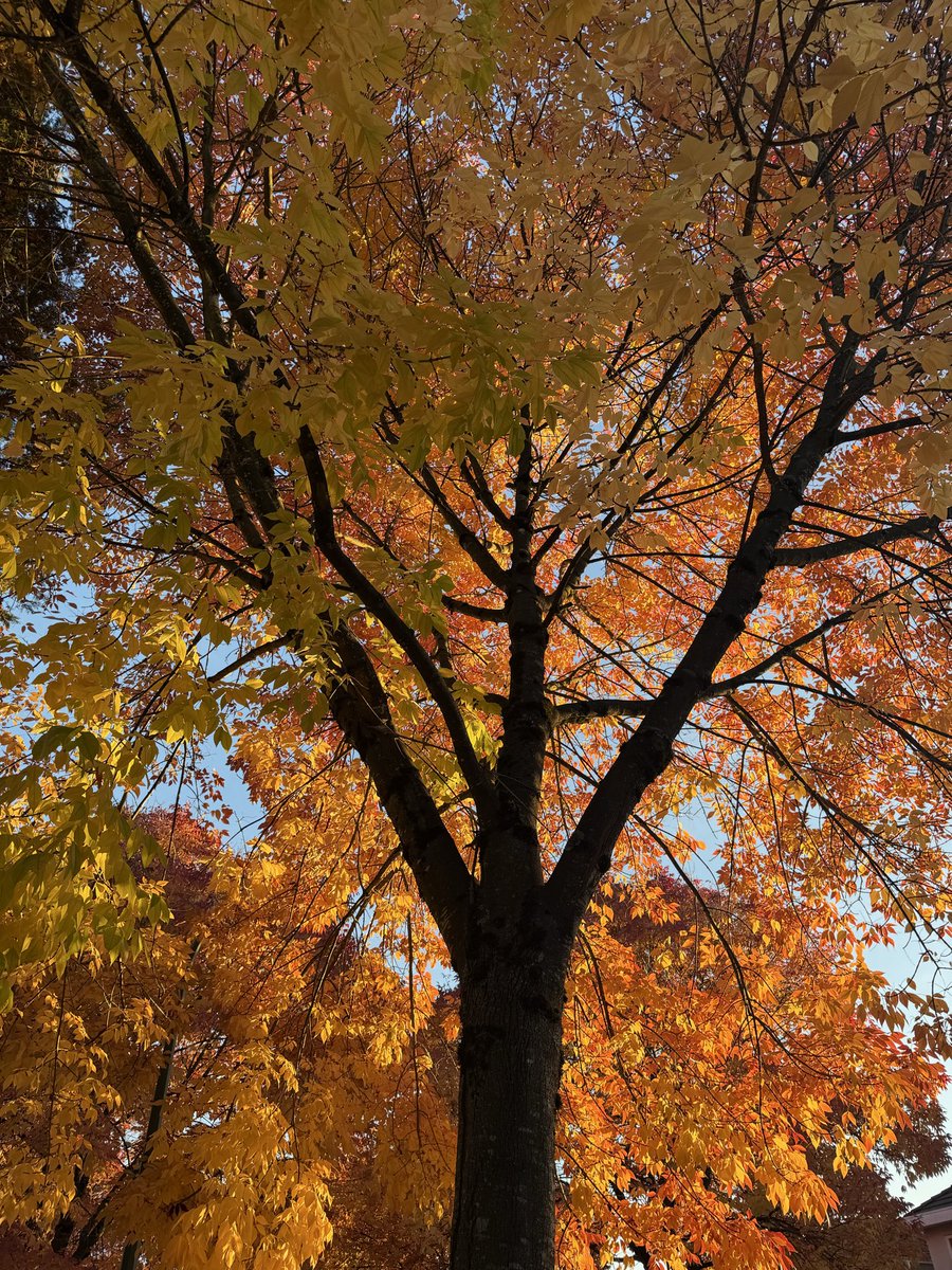 digitalfields's tweet photo. Man I Love Fall https://t.co/EY2ViDPdWm