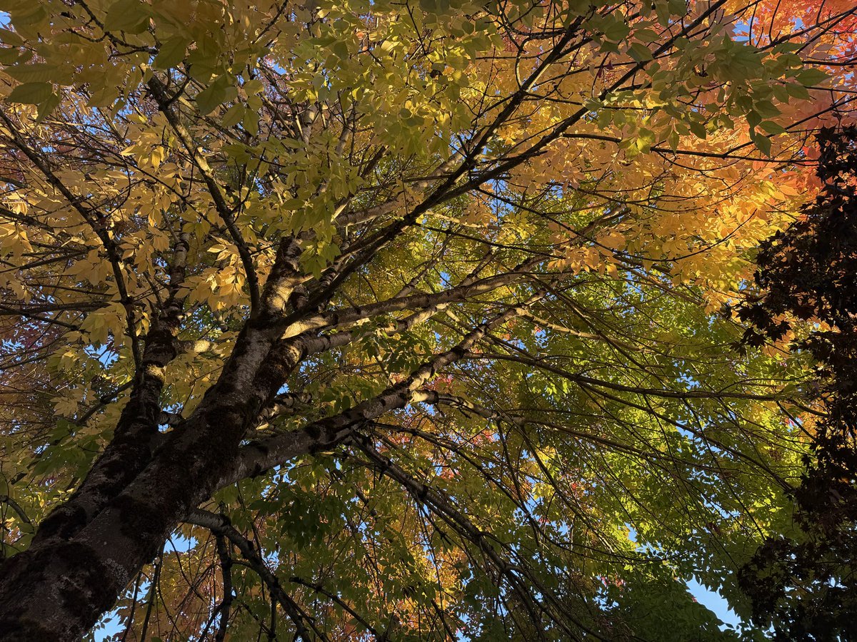 digitalfields's tweet photo. Man I Love Fall https://t.co/EY2ViDPdWm