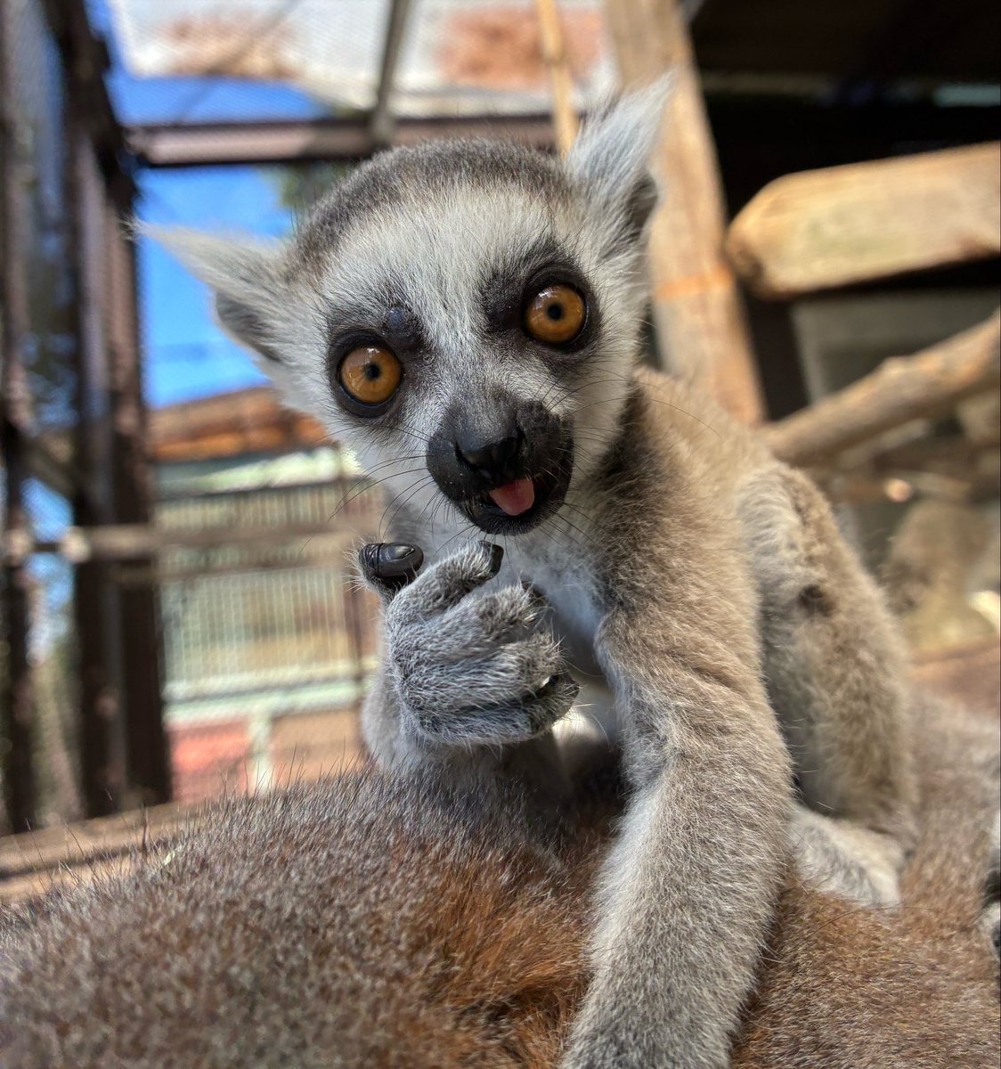 suzakazoo's tweet photo. 👍

#須坂市動物園
#須坂市
#ワオキツネザル https://t.co/VbmCBzDrzH