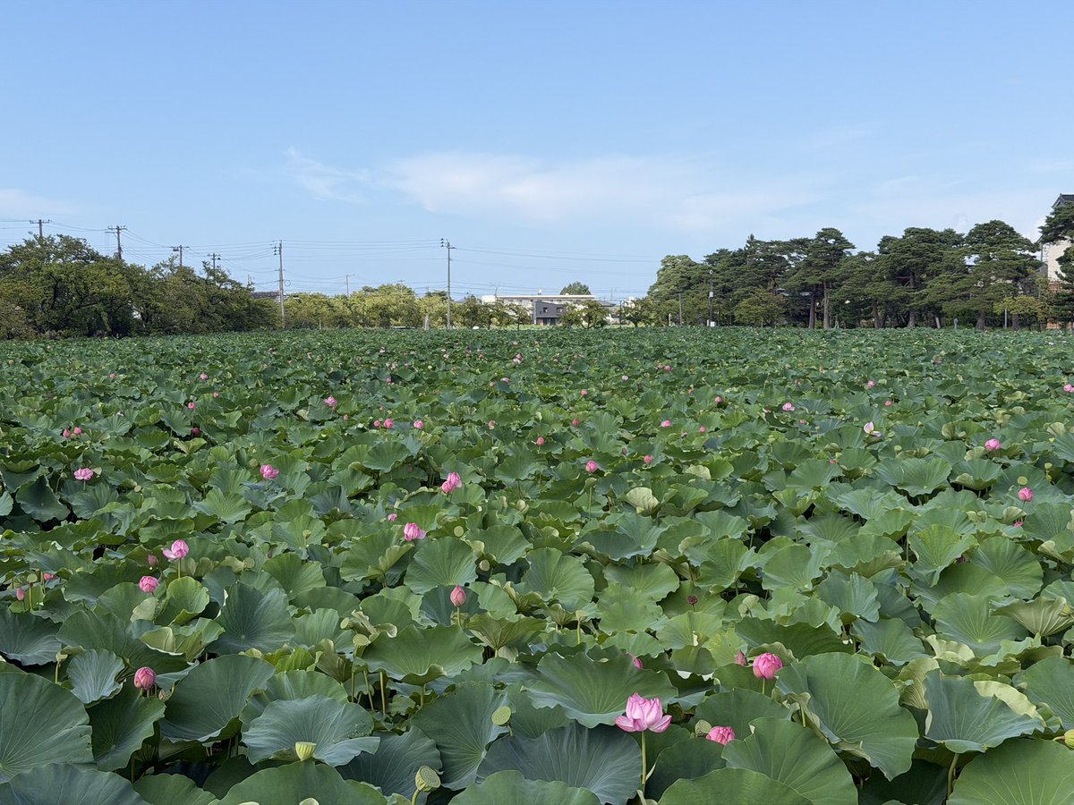 drive_throw's tweet photo. 高田城址公園の蓮　2026/9/5
とギンヤンマ https://t.co/qbmxBNHNIs
