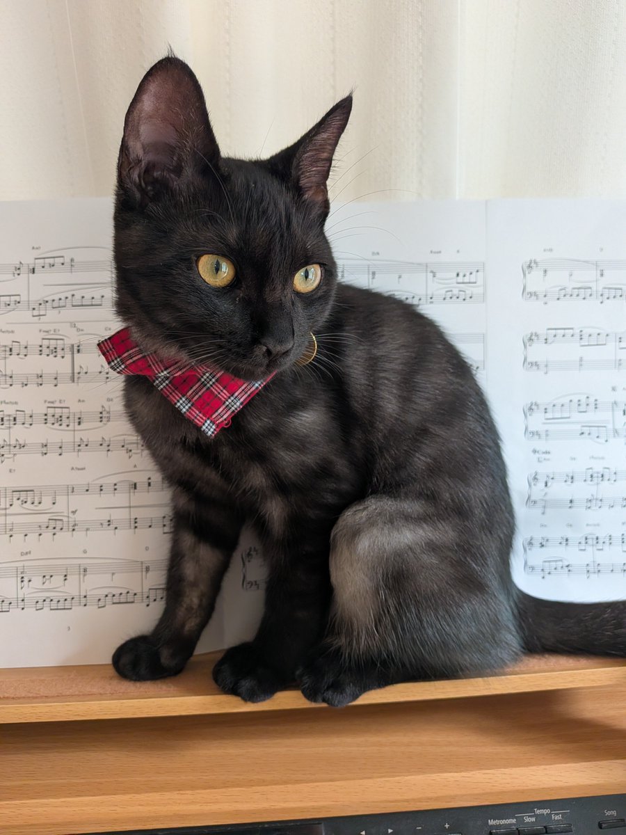 kitamaemio's tweet photo. 違う猫みたい https://t.co/SaEWok5qSL