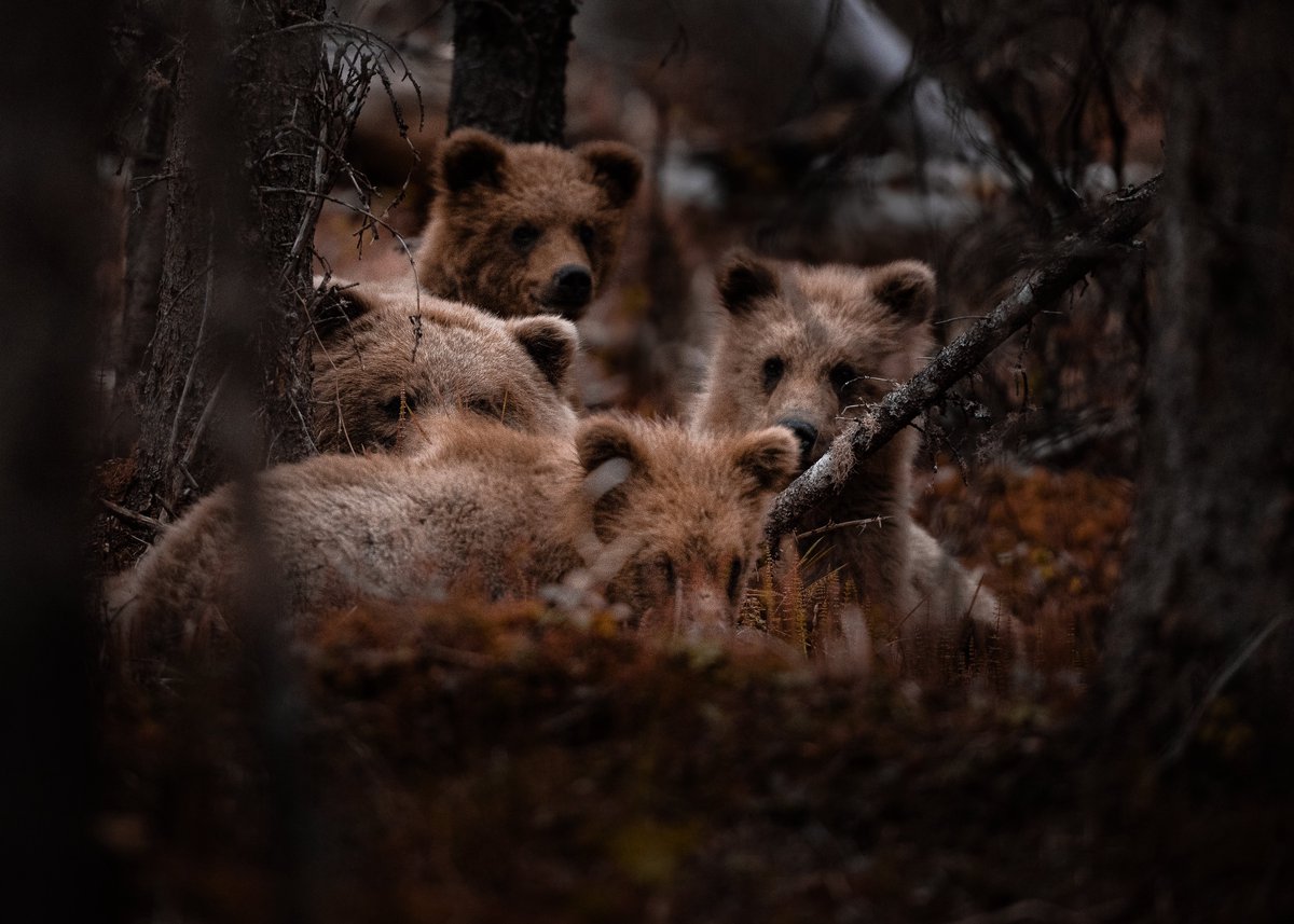 beccaderex's tweet photo. You’re walking through the woods alone on a beautiful, crisp fall day— and then you accidentally roll up on these guys. What’s your next move? https://t.co/M9mvAmGXqV