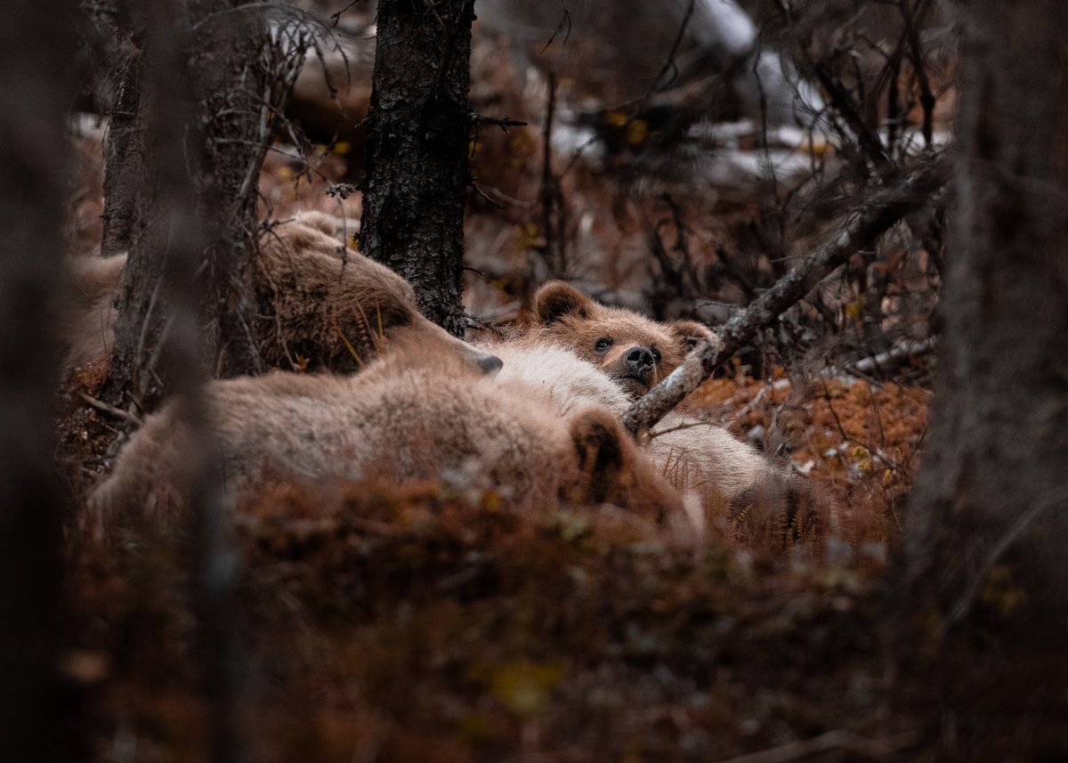 beccaderex's tweet photo. You’re walking through the woods alone on a beautiful, crisp fall day— and then you accidentally roll up on these guys. What’s your next move? https://t.co/M9mvAmGXqV