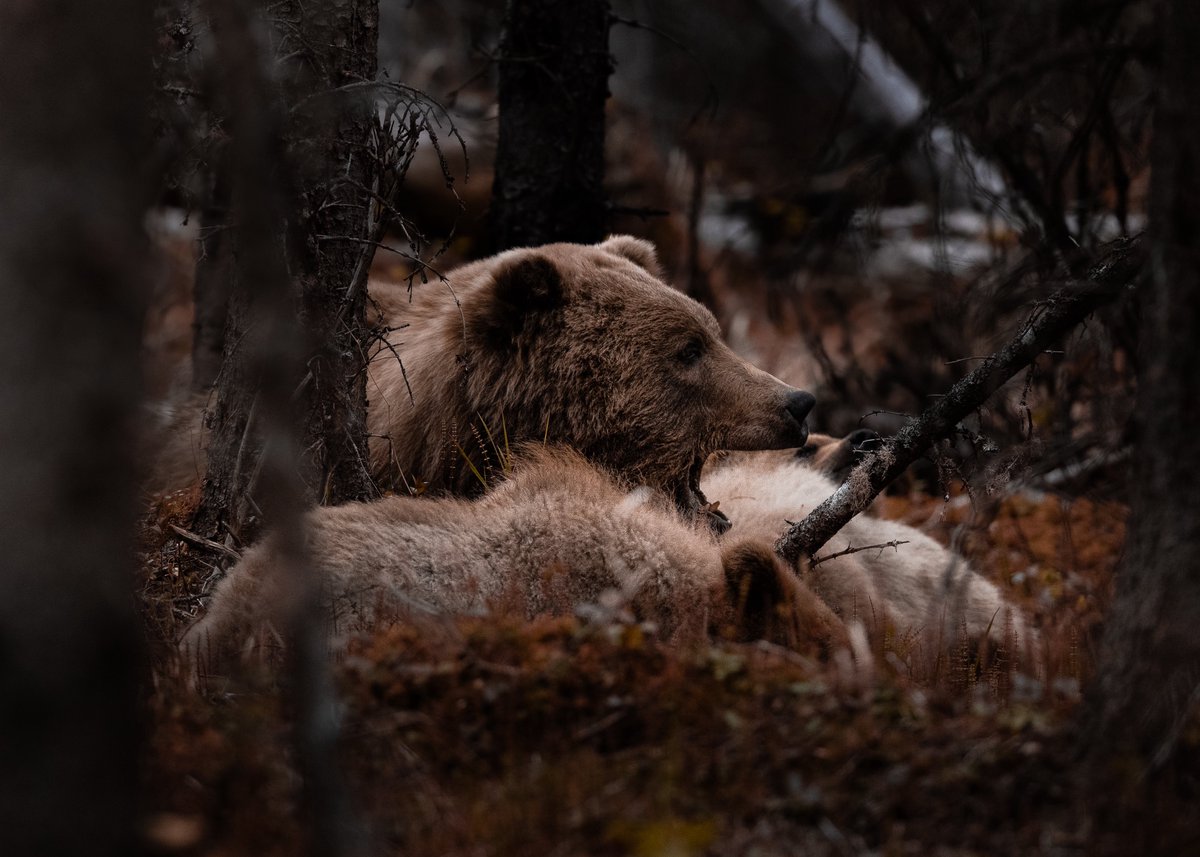 beccaderex's tweet photo. You’re walking through the woods alone on a beautiful, crisp fall day— and then you accidentally roll up on these guys. What’s your next move? https://t.co/M9mvAmGXqV