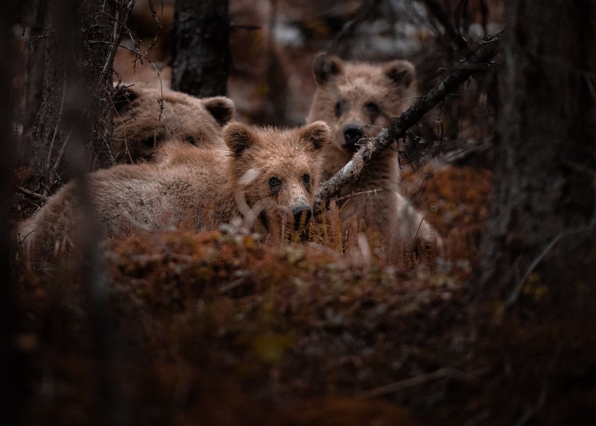 beccaderex's tweet photo. You’re walking through the woods alone on a beautiful, crisp fall day— and then you accidentally roll up on these guys. What’s your next move? https://t.co/M9mvAmGXqV