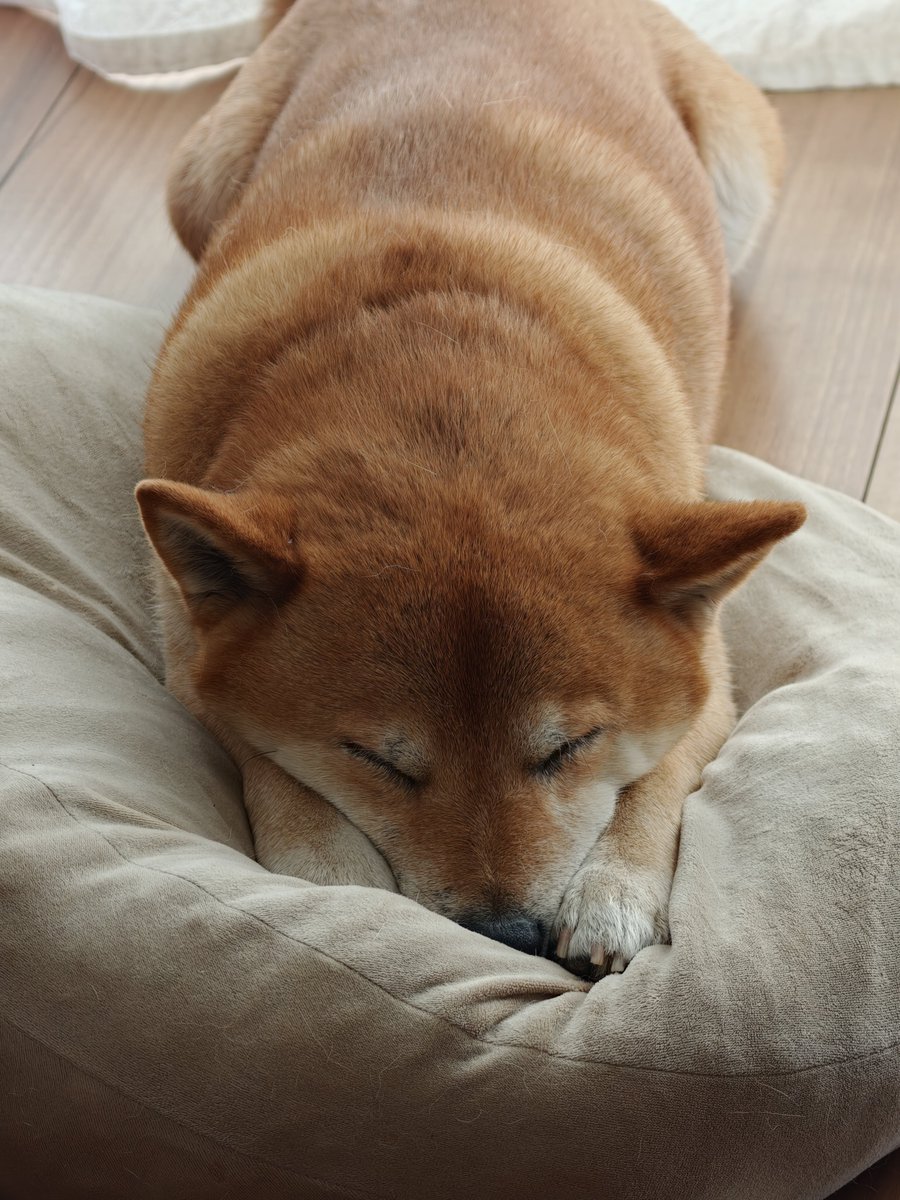 tac69's tweet photo. 飼い主の語彙が「ｶﾜｲｲﾈ ｶﾜｲｲﾈ」のみになります https://t.co/aX9etVb4hO