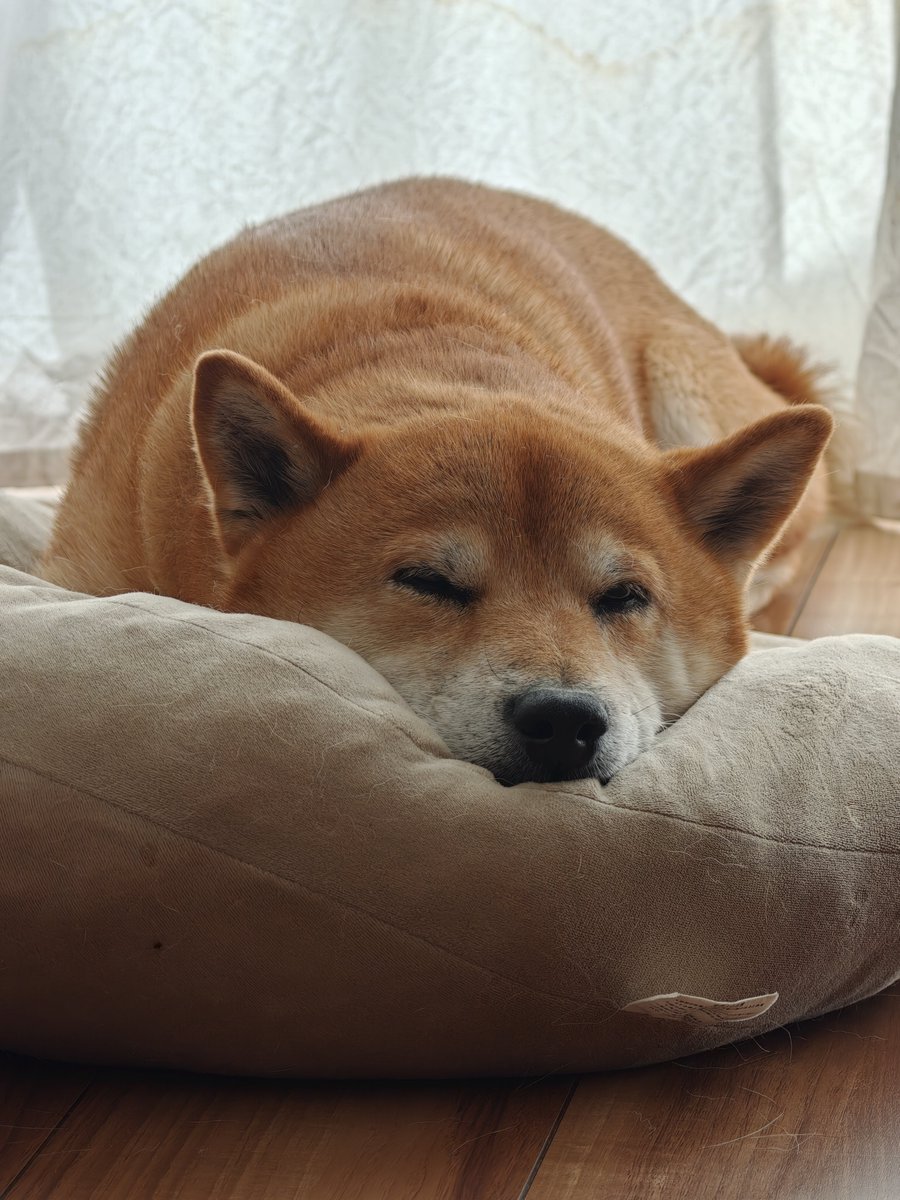 tac69's tweet photo. 飼い主の語彙が「ｶﾜｲｲﾈ ｶﾜｲｲﾈ」のみになります https://t.co/aX9etVb4hO