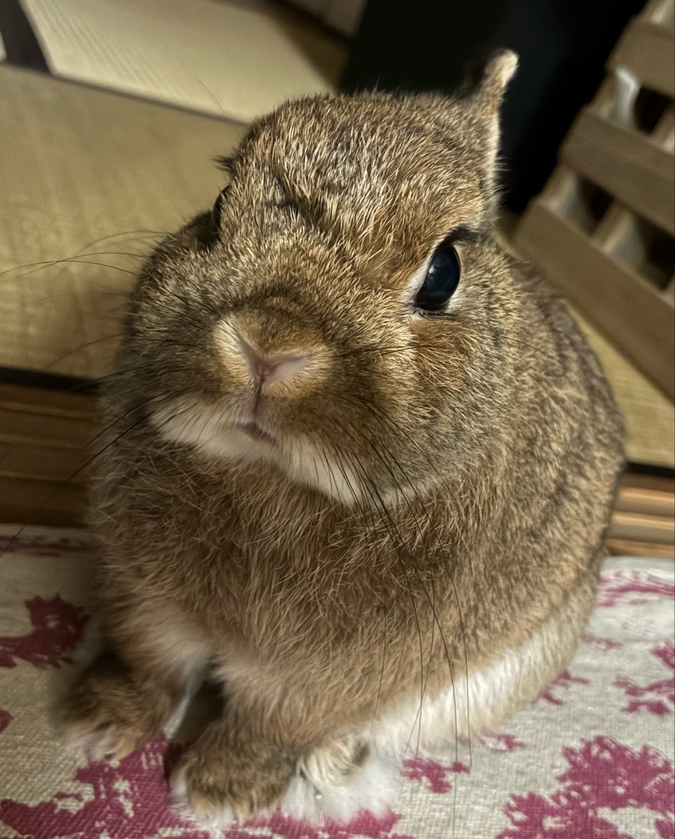 usausaMomoko's tweet photo. #うさぎがいる暮らし 今日は寒いですね https://t.co/MalXn2udsH