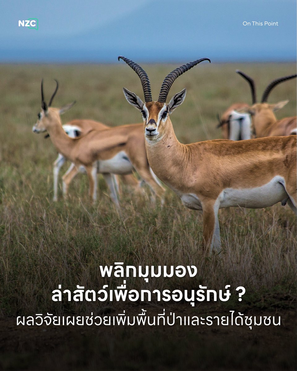 NetzerocarbonTh's tweet photo. งานวิจัยชิ้นใหม่เกี่ยวกับ ‘กิจกรรมการล่าสัตว์’ เพื่อสะสมถ้วยรางวัลในภูมิภาคซับซาฮาราของ ‘แอฟริกา’ ที่ได้รับการตีพิมพ์ในวารสาร Conservation Letters เปิดเผยว่ากิจกรรมดังกล่าวส่งผลดีต่อการอนุรักษ์ธรรมชาติและชุมชนท้องถิ่น
.
โดยผลลัพธ์เชิงบวกมีสัดส่วนสูงถึง 65% และตัวเลขนี้จะพุ่งสูงขึ้นกว่า 80% หากชุมชนท้องถิ่นหรือเจ้าของที่ดินส่วนบุคคลมีกรรมสิทธิ์ในพื้นที่และได้รับผลประโยชน์ตอบแทนอย่างเต็มที่ เช่น ในประเทศนามิเบียและแอฟริกาใต้ ที่ประชาชนมีแรงจูงใจโดยตรงในการดูแลรักษาผืนป่าและสัตว์ป่าเพื่อไม่ให้ที่ดินถูกเปลี่ยนไปทำเกษตรกรรม
.
ข้อค้นพบที่เด่นชัดที่สุดระบุว่าการล่าสัตว์ในลักษณะนี้ช่วยเพิ่มพื้นที่อนุรักษ์ธรรมชาติได้สูงถึง 92% ของกรณีศึกษาทั้งหมด
.
เนื่องจากรายได้จากการล่าช่วยให้ผู้ถือครองที่ดินมีแรงจูงใจในการ ‘อนุรักษ์สัตว์ป่า’ และ ‘ถิ่นที่อยู่’  มากกว่าการเปลี่ยนผืนป่าให้กลายเป็น ‘พื้นที่เพาะปลูก’ หรือ ‘ปศุสัตว์’
.
นอกจากนี้ยังส่งผลเชิงบวกต่อรายได้ การจ้างงาน และความมั่นคงทางอาหารของคนในพื้นที่อย่างน้อย 85%
.
คณะนักวิจัยจาก 4 ประเทศยังชี้ว่า การประกาศแบนการนำเข้าซากสัตว์ล่าแบบเหมาเข่งอาจไม่ใช่ทางออกที่ดี เพราะอาจสร้างผลกระทบย้อนกลับต่อความเป็นอยู่ของคนในท้องถิ่นและผืนป่า แทนที่จะแบนโดยเด็ดขาด ประเทศผู้ซื้อควรหันมาใช้มาตรฐานกำหนดเงื่อนไข เช่น การตรวจสอบหลักฐานว่าการล่าช่วยสนับสนุนการอนุรักษ์จริง และประชาชนได้รับส่วนแบ่งที่เป็นธรรม เพื่อช่วยผลักดันให้เกิดการปรับปรุงกฎระเบียบให้มีประสิทธิภาพยิ่งขึ้น

#NZC #NetZeroCarbon #OnThisPoint #กิจกรรมการล่าสัตว์ #อนุรักษ์สัตว์ป่า

ที่มา
- yahoo news