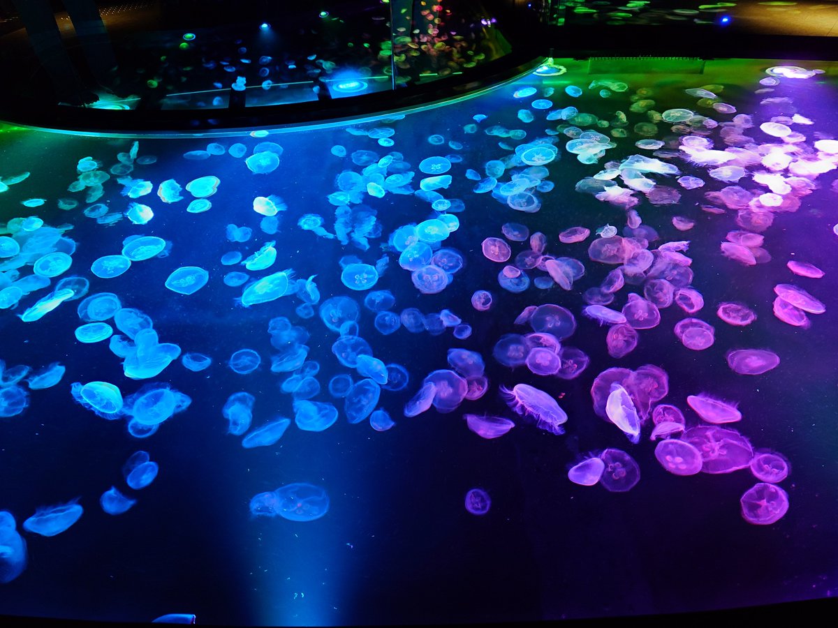 rena_chu's tweet photo. 数年ぶりにすみだ水族館に行ったけどやっぱお洒落水族館だな https://t.co/U1npiq0qDU