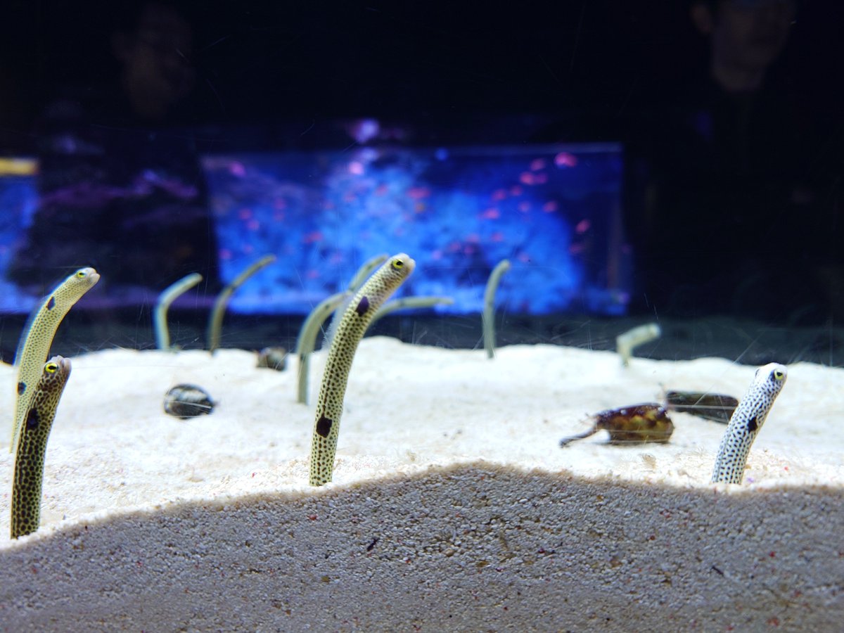 rena_chu's tweet photo. 数年ぶりにすみだ水族館に行ったけどやっぱお洒落水族館だな https://t.co/U1npiq0qDU