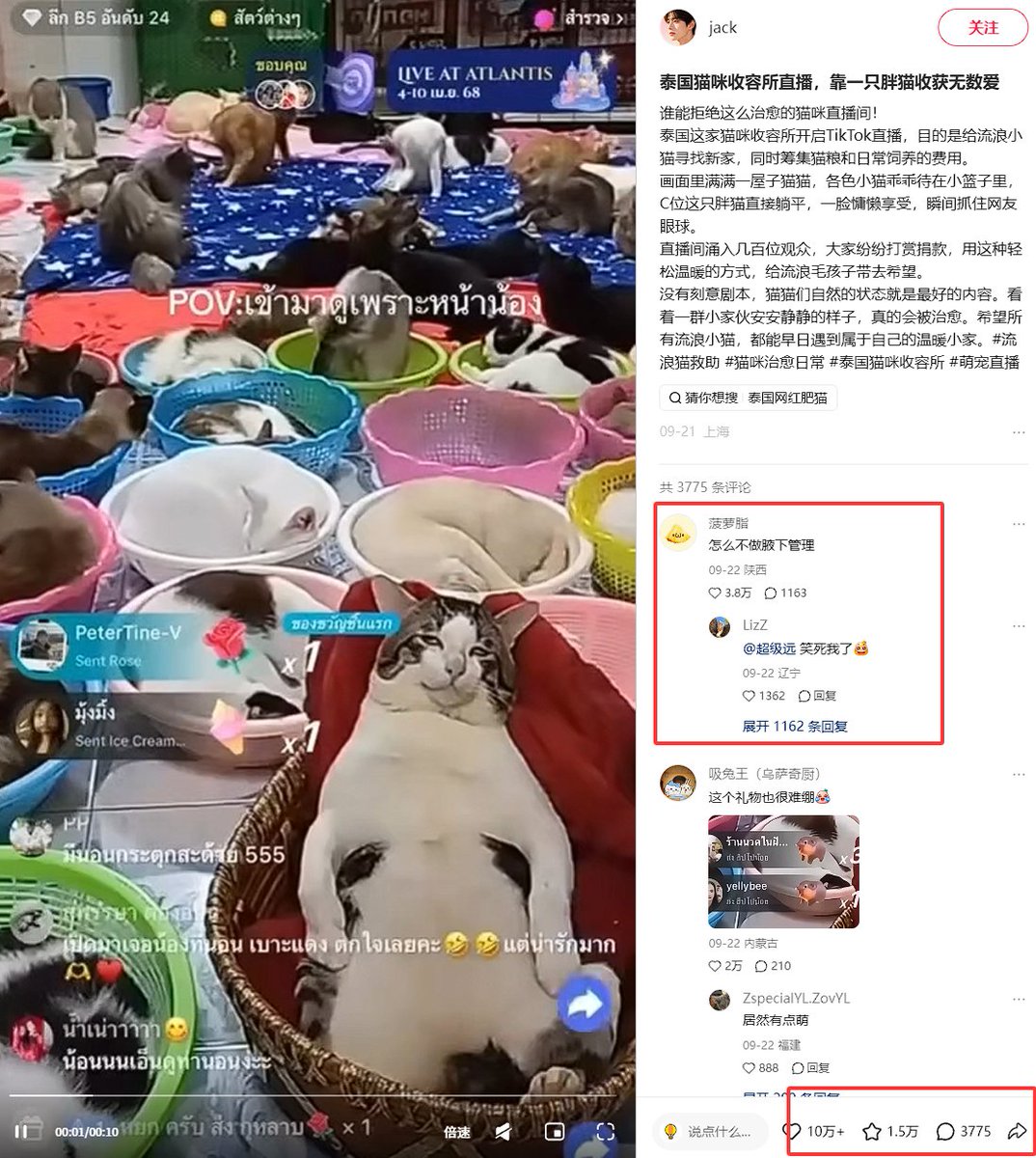 0xNeslieee's tweet photo. 泰国的这只“躺平猫”最近在小红书上爆火了
目前视频点赞量突破了10w+
它是这所猫咪收容所里的C位
由于它的躺平姿势和上翻的白眼泰国魔性
而爆火出圈
这像极了假期不想上班的我
现在已经被网友做成各种表情包，赛博永生了
让我们发送这只“躺平猫” https://t.co/IOVvv3p972 https://t.co/uLvJLhpZjc