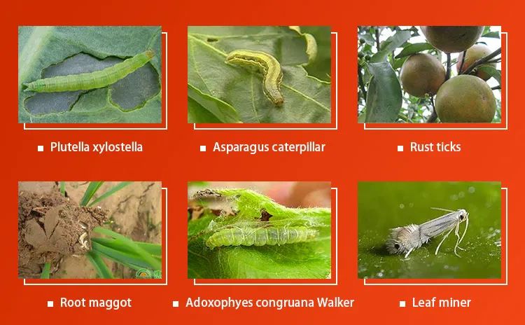 LaikeCo's tweet photo. 🌱 Lufenuron: Long-Lasting Insect Control
Targets caterpillars, thrips, whiteflies & more by disrupting larval molting. 🐛
Available in multiple formulations with OEM solutions.
#Lufenuron #Insecticide #PestControl #CropProtection #Agrochemicals https://t.co/Qc21ELDv4d