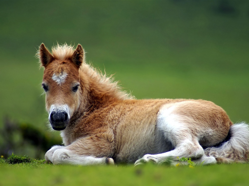 algp1998's tweet photo. Found a cozy hideaway with adorable napping horses nearby, this stable corner is such a vibe! https://t.co/Y1jDQHvMQU