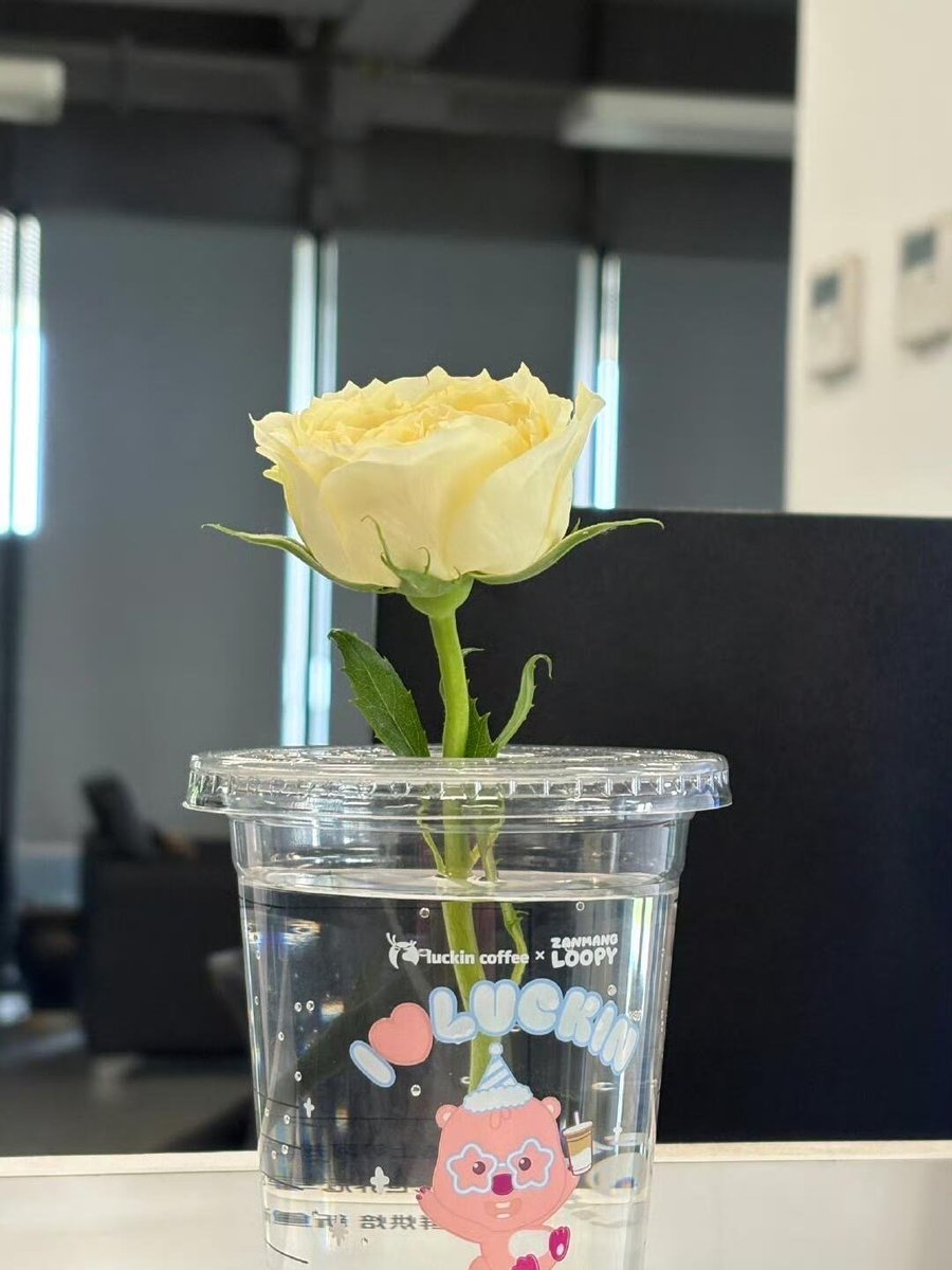 Vinod_pera's tweet photo. Let's try propagating this white rose. 🌹😊 https://t.co/Y1Urgg38q1