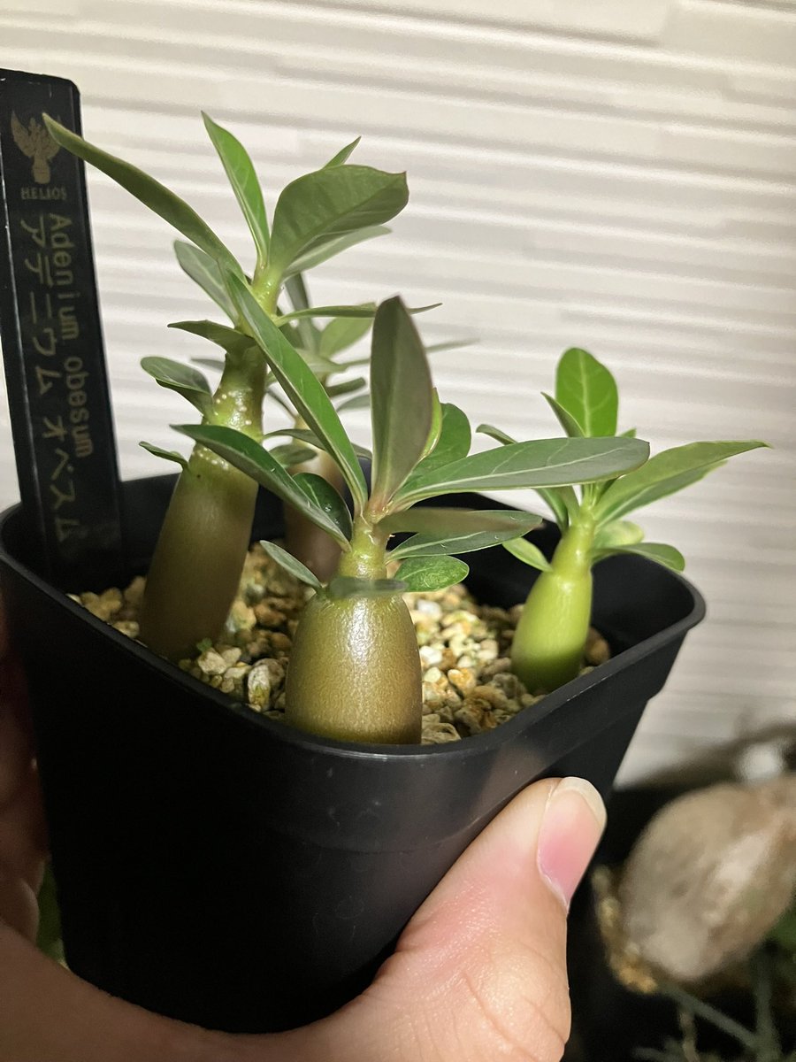 Helios_Adenium's tweet photo. アデニウム実生の中で特にいい苗達
雨ざらし管理で35日間連続雨の中でも育った🤗
ハイブリッド品種もいいが原種堪らないわ！🤤

1-2枚目 オベスム ケニア・オベスム(播種日 7/10)
3枚目 ソマレンセ(播種日 7/10)
4枚目 ソマレンセvar.クリスパム(播種日 7/10)

#アデニウム #アデニウム実生 #adenium https://t.co/Bazz04Htcf