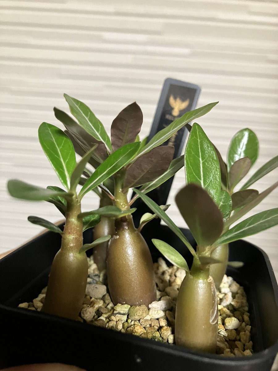Helios_Adenium's tweet photo. アデニウム実生の中で特にいい苗達
雨ざらし管理で35日間連続雨の中でも育った🤗
ハイブリッド品種もいいが原種堪らないわ！🤤

1-2枚目 オベスム ケニア・オベスム(播種日 7/10)
3枚目 ソマレンセ(播種日 7/10)
4枚目 ソマレンセvar.クリスパム(播種日 7/10)

#アデニウム #アデニウム実生 #adenium https://t.co/Bazz04Htcf