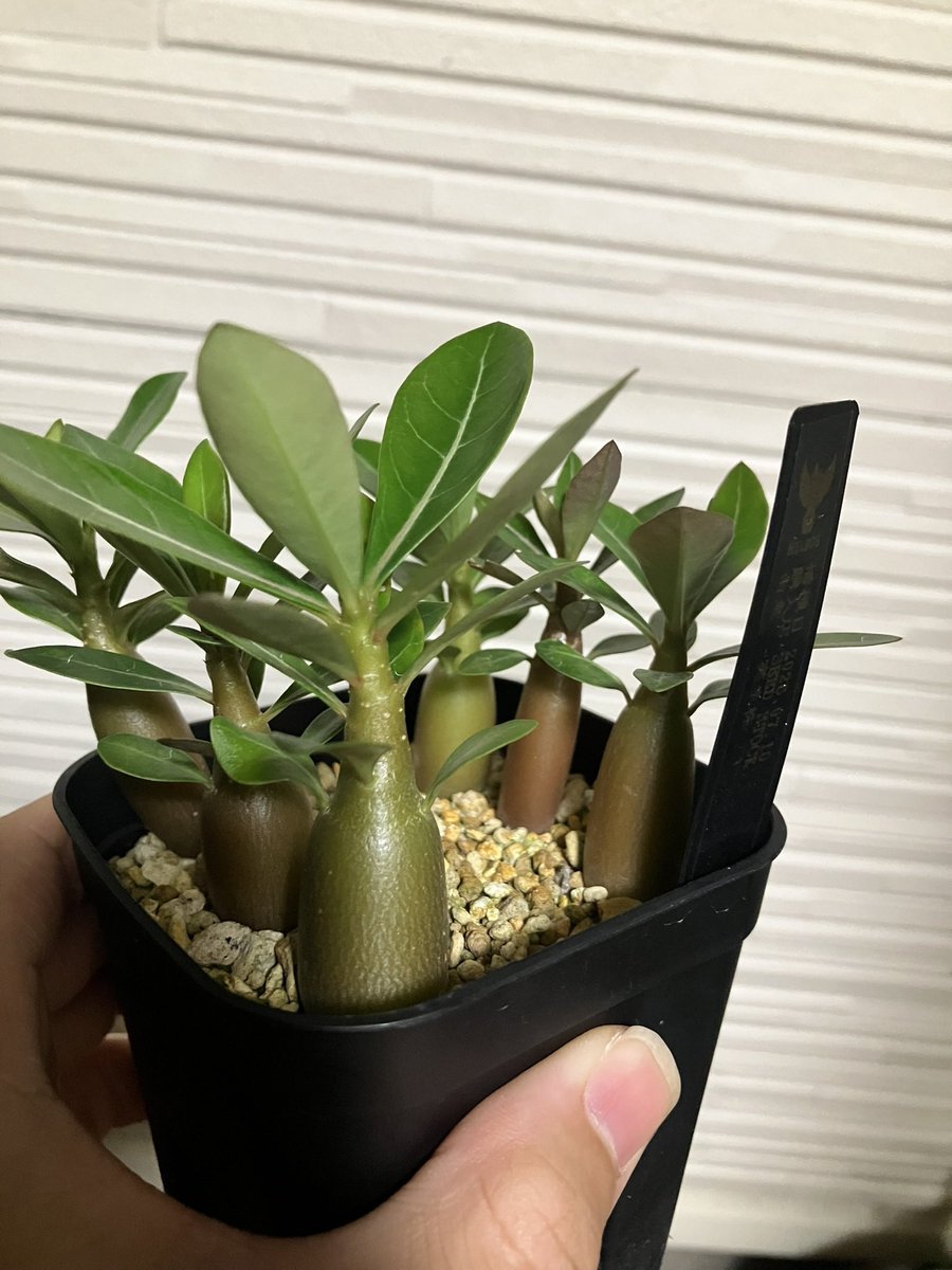 Helios_Adenium's tweet photo. アデニウム実生の中で特にいい苗達
雨ざらし管理で35日間連続雨の中でも育った🤗
ハイブリッド品種もいいが原種堪らないわ！🤤

1-2枚目 オベスム ケニア・オベスム(播種日 7/10)
3枚目 ソマレンセ(播種日 7/10)
4枚目 ソマレンセvar.クリスパム(播種日 7/10)

#アデニウム #アデニウム実生 #adenium https://t.co/Bazz04Htcf