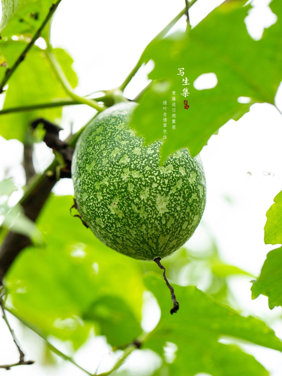 waltertho_7_c36's tweet photo. In the golden field, ripe crops lean gently, and a little snail climbs with effort toward the high trellis.， https://t.co/SUB9AnlJ5V