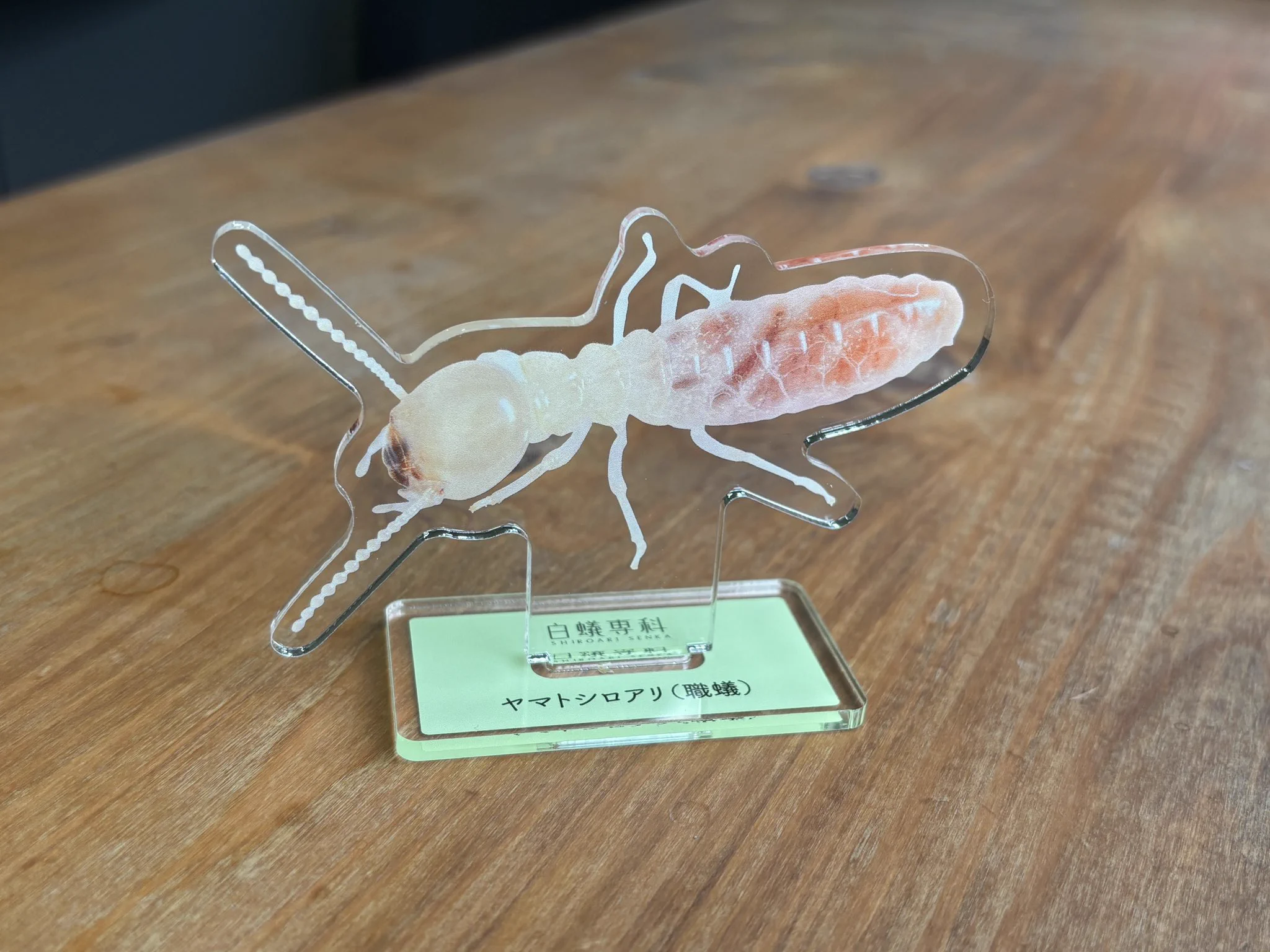 蟻屋出品 白蟻専科【公式】 on X: 