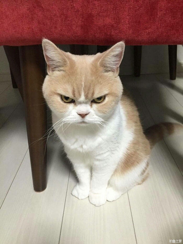 rodne_port__6c5's tweet photo. BRO: I can’t stop screaming! My cat just hid my snack. I’m so ANGRY https://t.co/iEhwoC1MCh